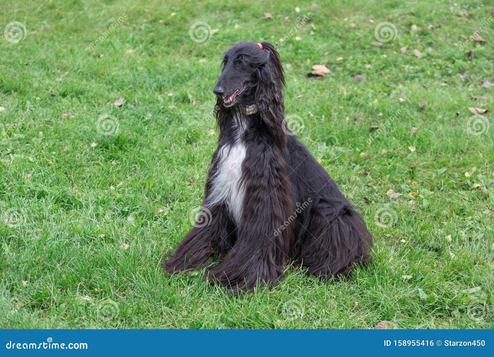 cute afghan hound is sitting on a green grass in autumn park. eastern greyhound or persian greyhound. pet animals