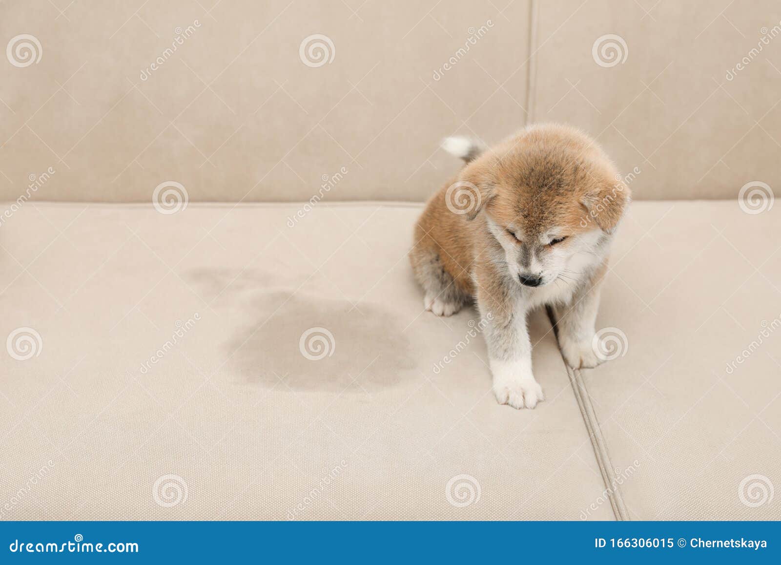 cute akita inu puppy near wet spot. untrained dog