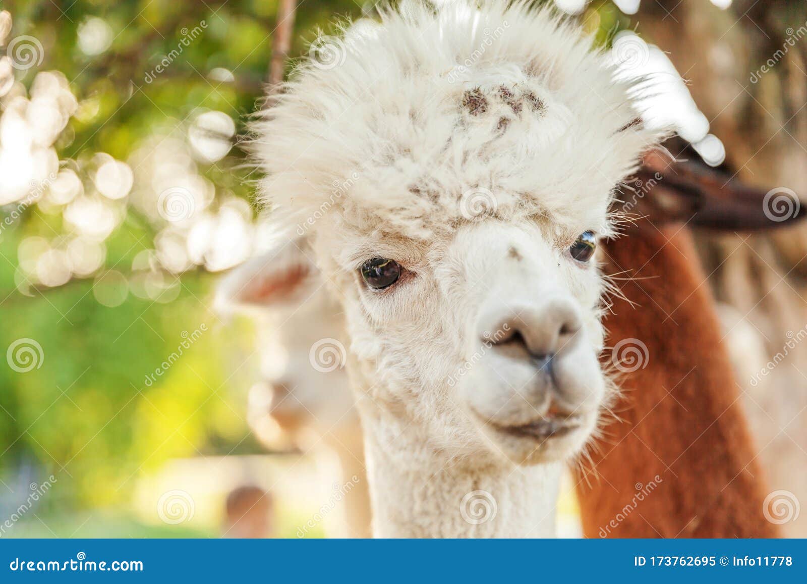 2 710 Cute Alpacas Photos Free Royalty Free Stock Photos From Dreamstime