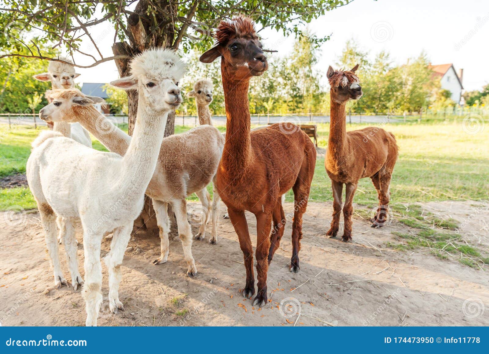 Cute Alpaca With Funny Face Relaxing On Ranch In Summer Day Domestic Alpacas Grazing On Pasture In Natural Eco Farm Countryside Stock Photo Image Of Farming Head