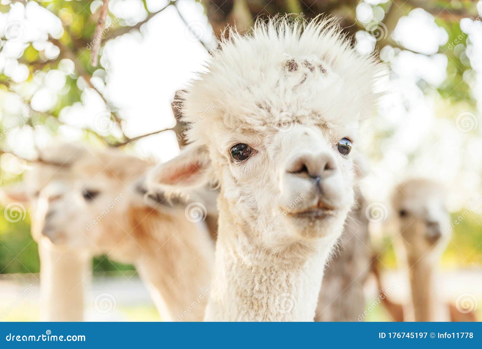 Cute Alpaca With Funny Face Relaxing On Ranch In Summer Day Domestic Alpacas Grazing On Pasture In Natural Eco Farm Countryside Stock Image Image Of Fleece Farm