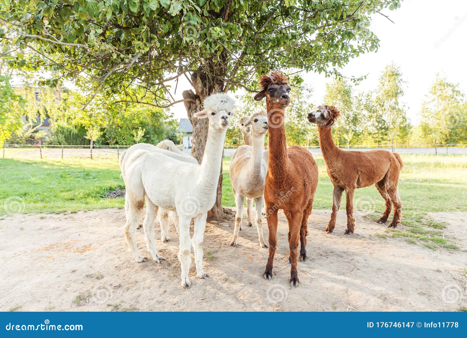 Cute Alpaca With Funny Face Relaxing On Ranch In Summer Day Domestic Alpacas Grazing On Pasture In Natural Eco Farm Countryside Stock Image Image Of Farming Animals