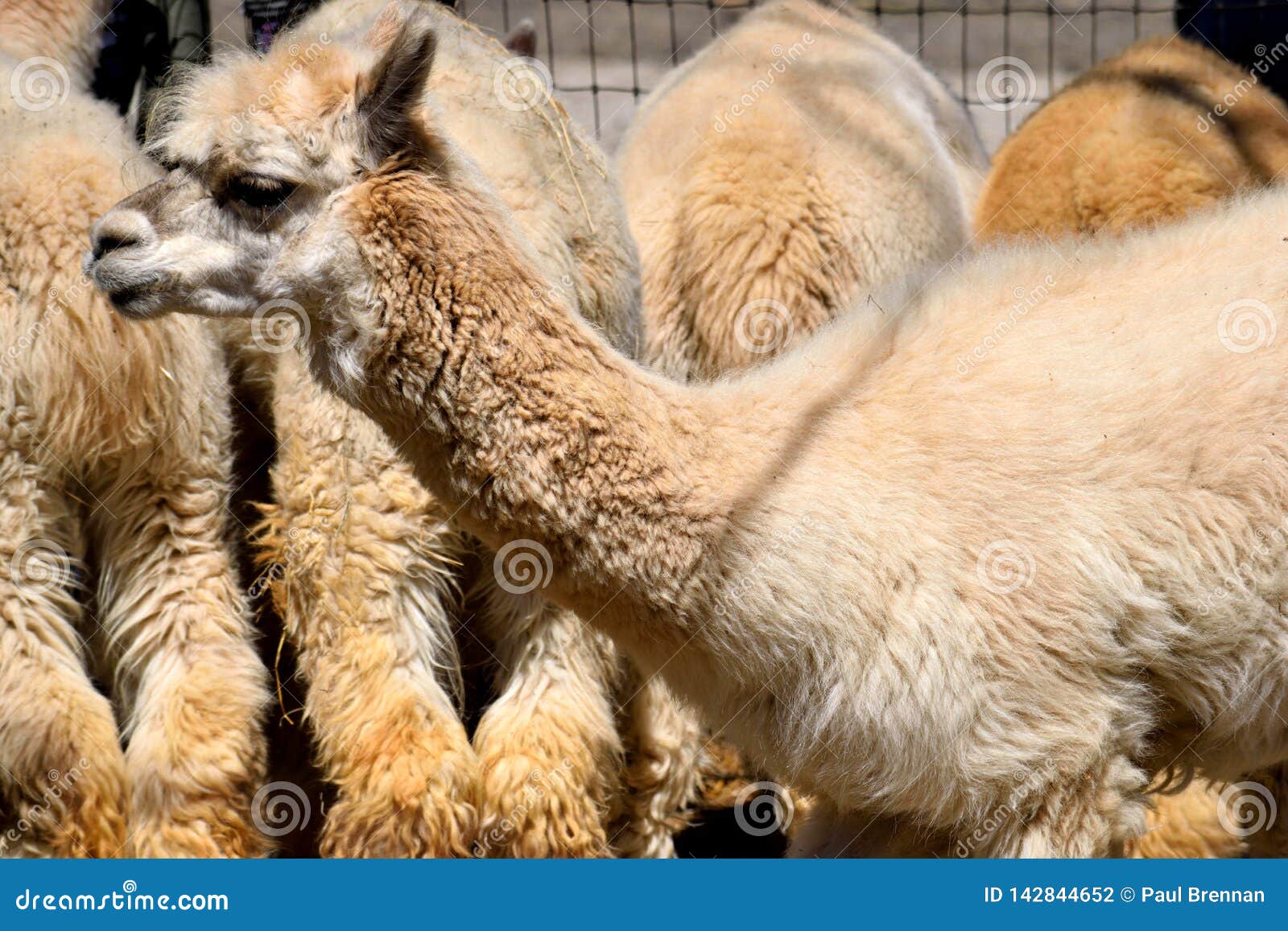 Cute Alpacas At Farm Stock Photo Image Of Cute Hair