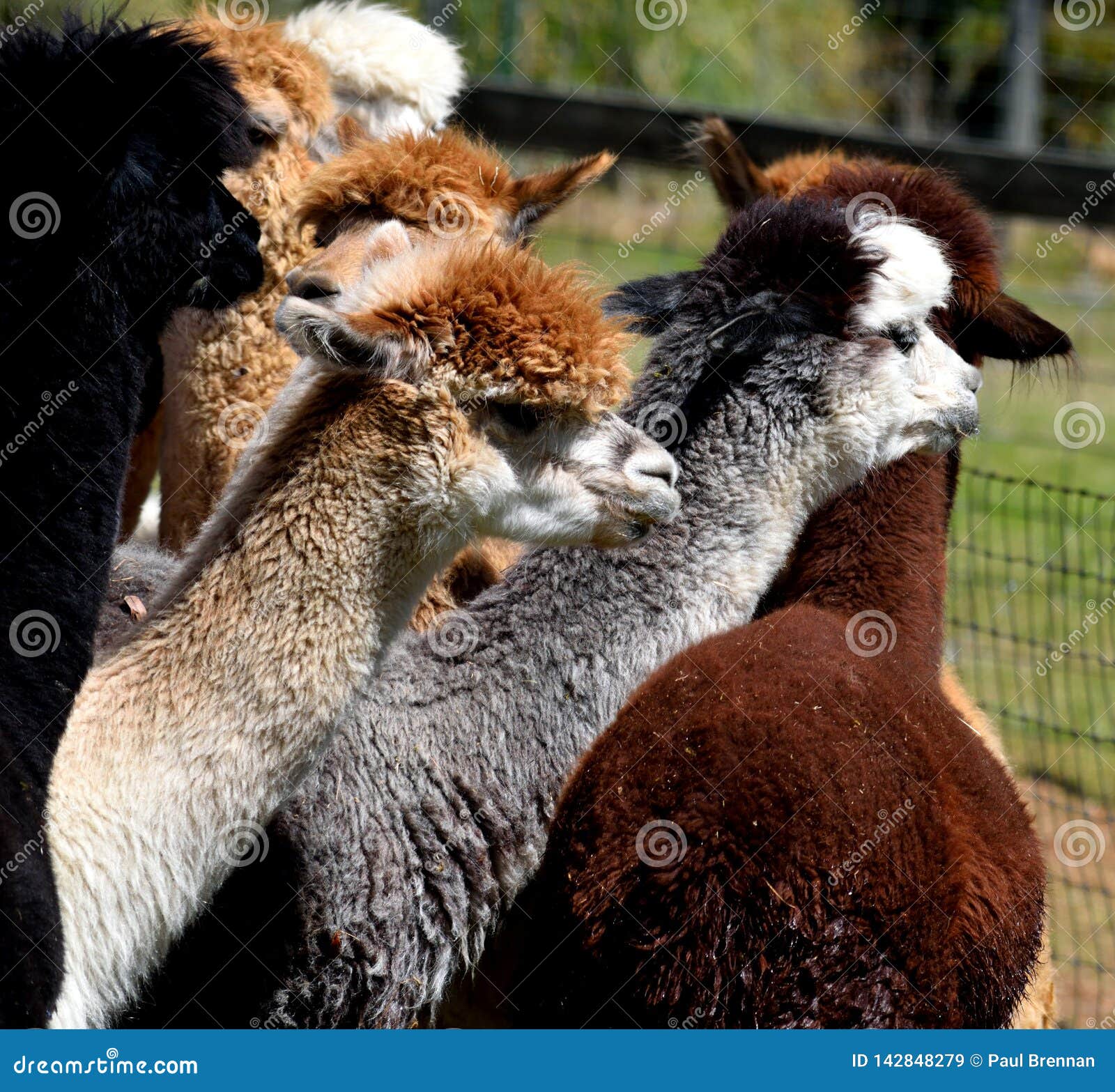 Cute Alpacas At Farm Stock Image Image Of Animal Nature