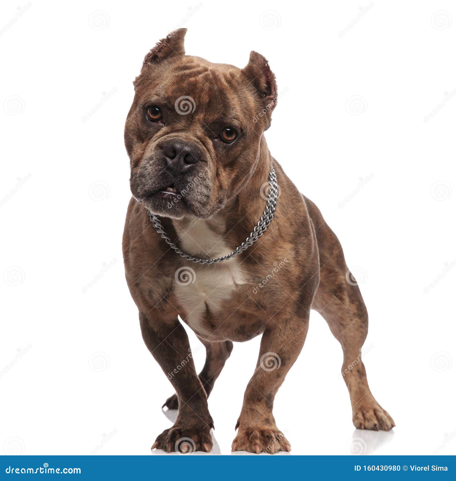 cute american bully wearing silver collar on white background