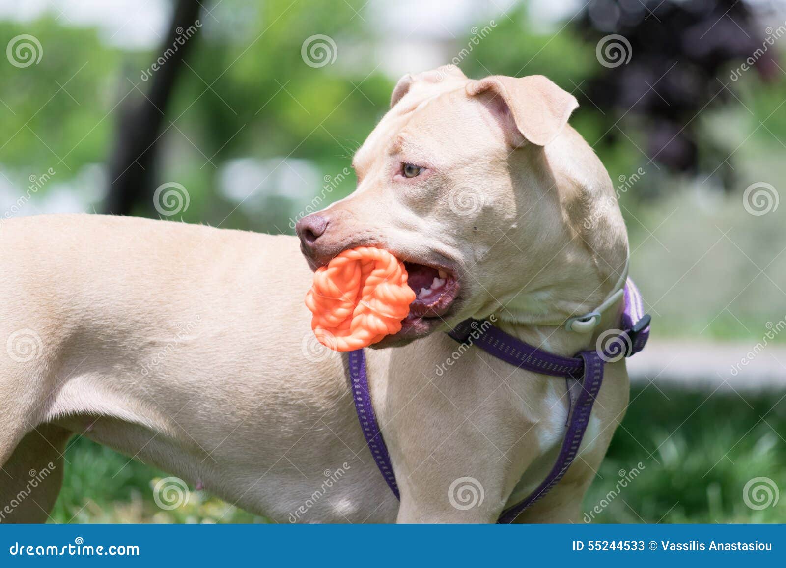 Cute American Pit Bull Terrier Playing with a Ball. Stock Image Image