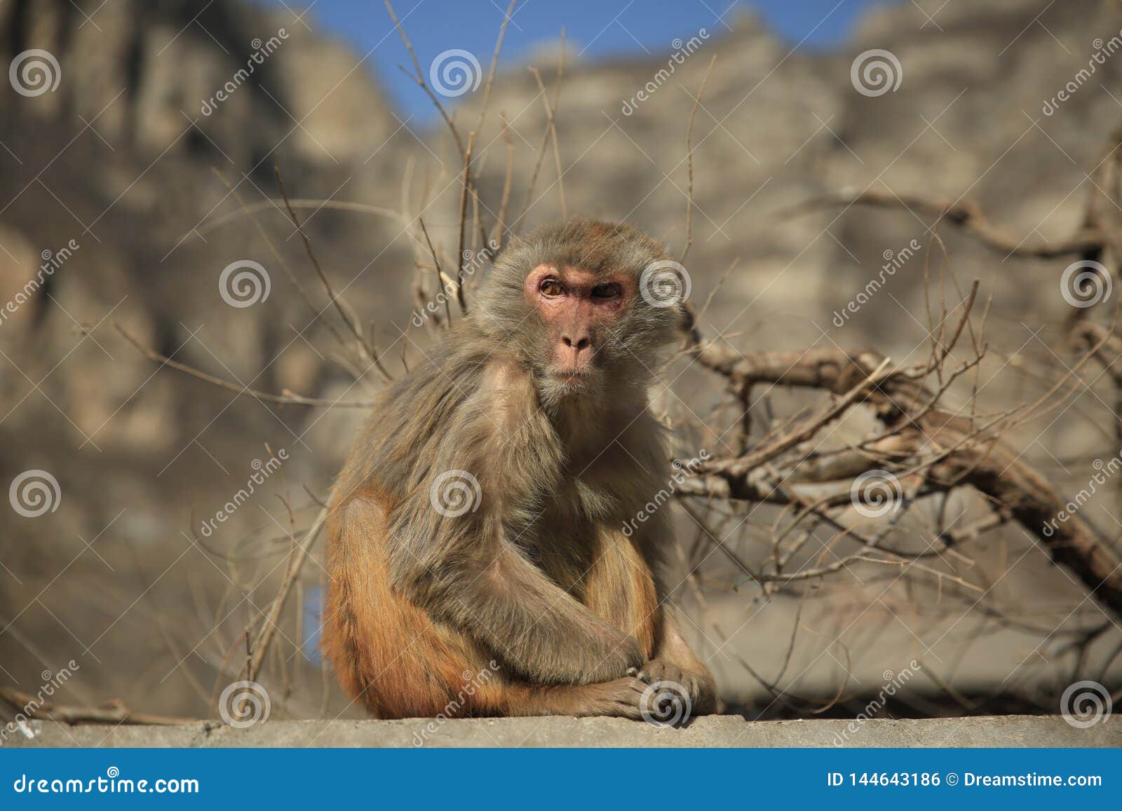 Download Cute angry Monkey stock photo. Image of others, looks ...
