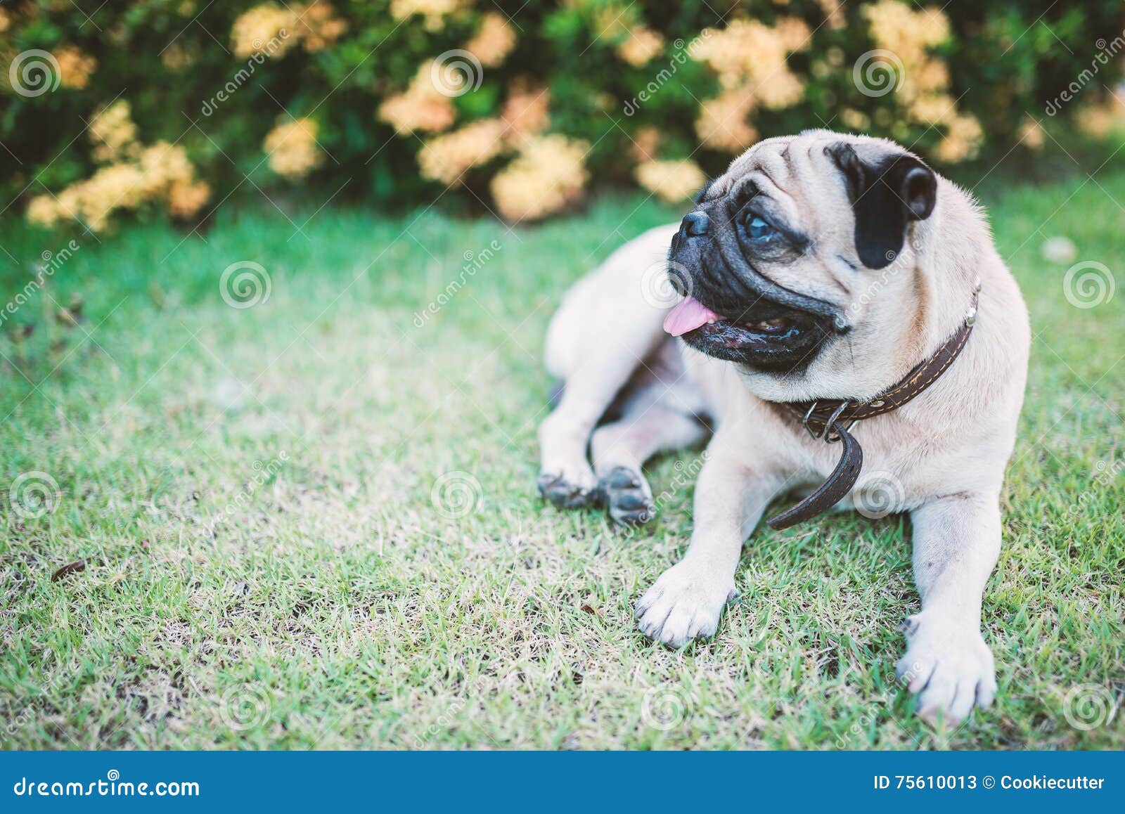 pug nature