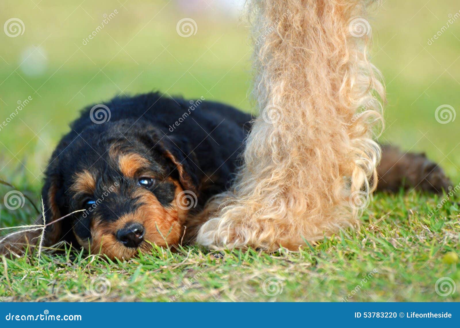 airedale terrier protection