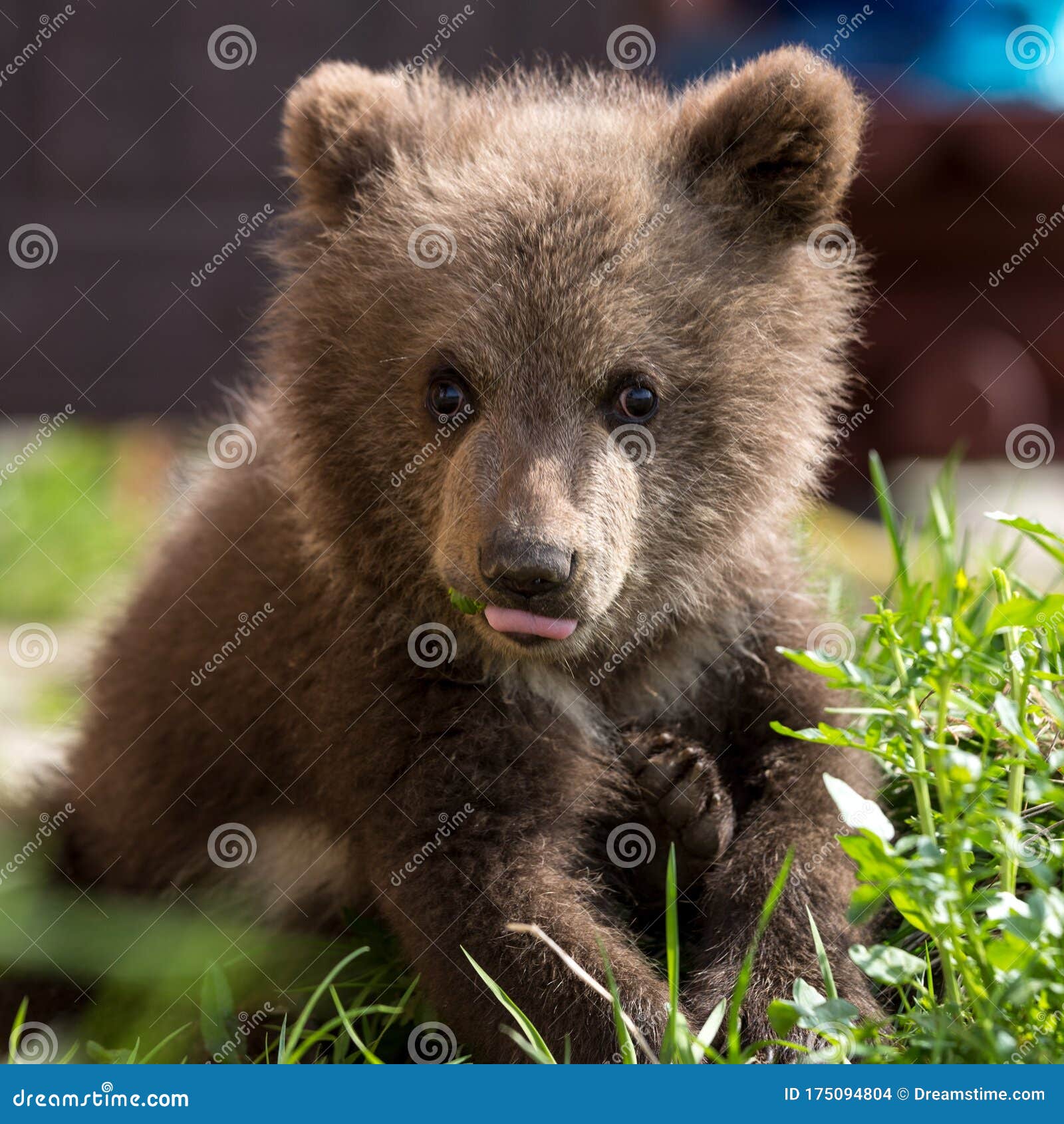 cute baby brown bears