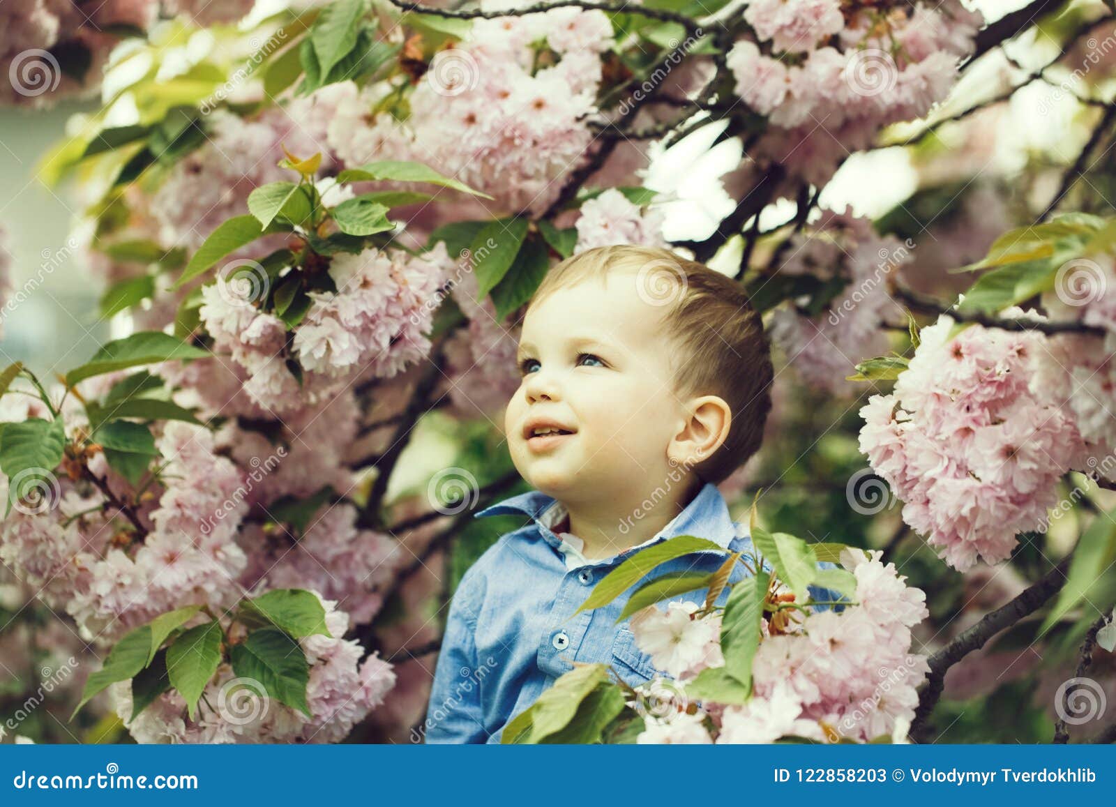 Download Cute Baby Boy Among Pink Blossoming Flowers Stock Image ...