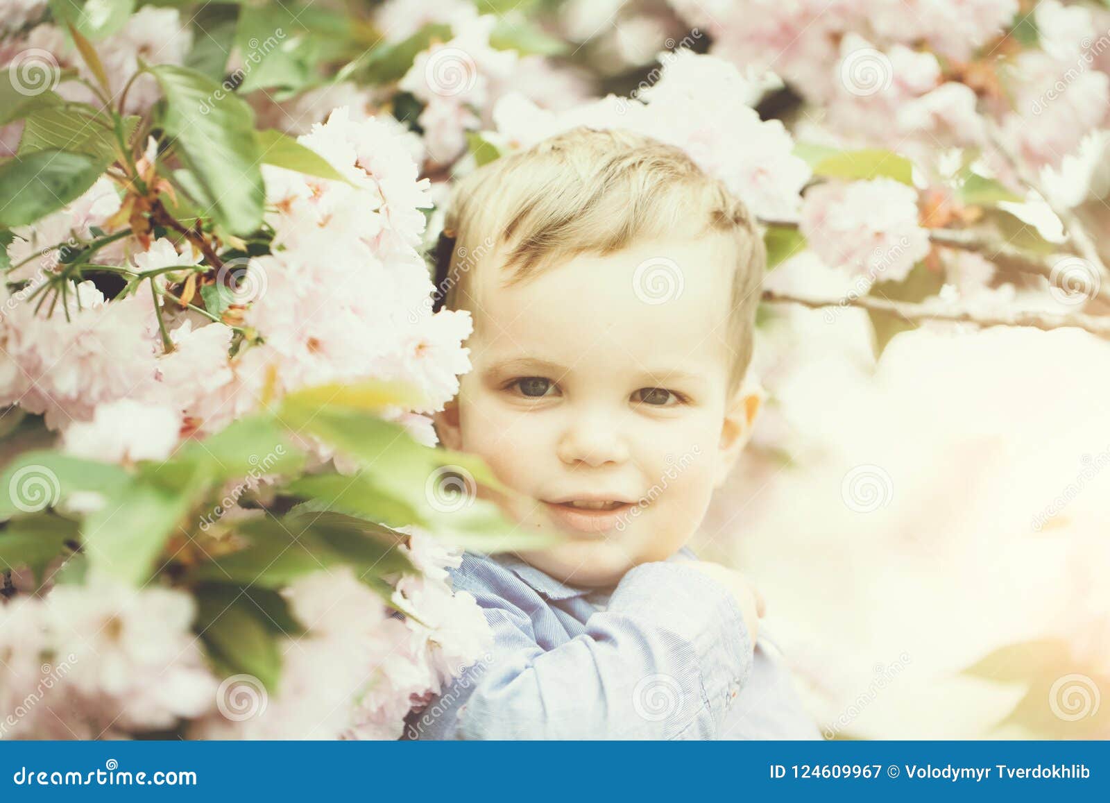 Download Cute Baby Boy Among Pink Blossoming Flowers Stock Image ...