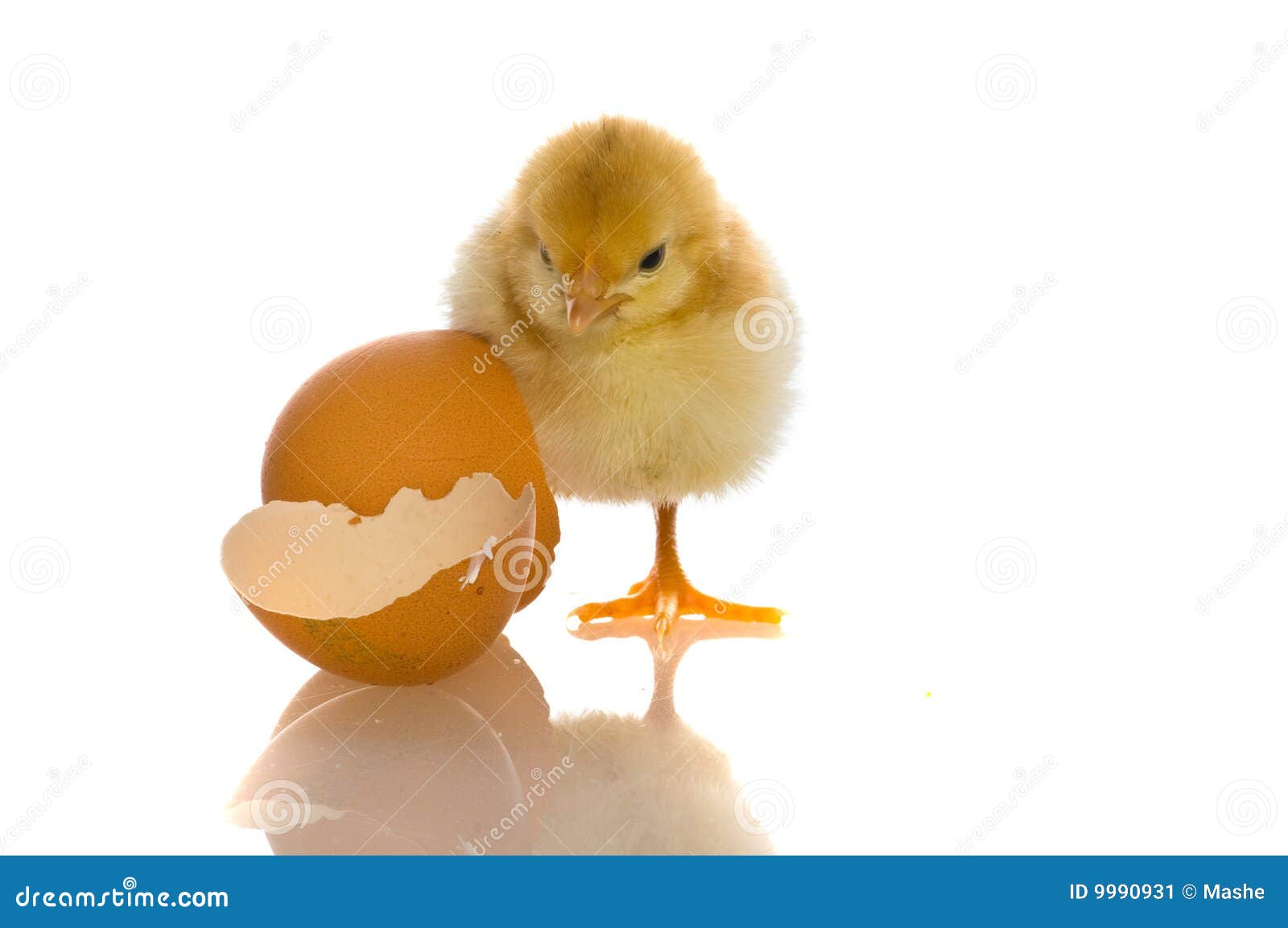 Cute baby chicks, stock image. Image of baby, hatched 9990931