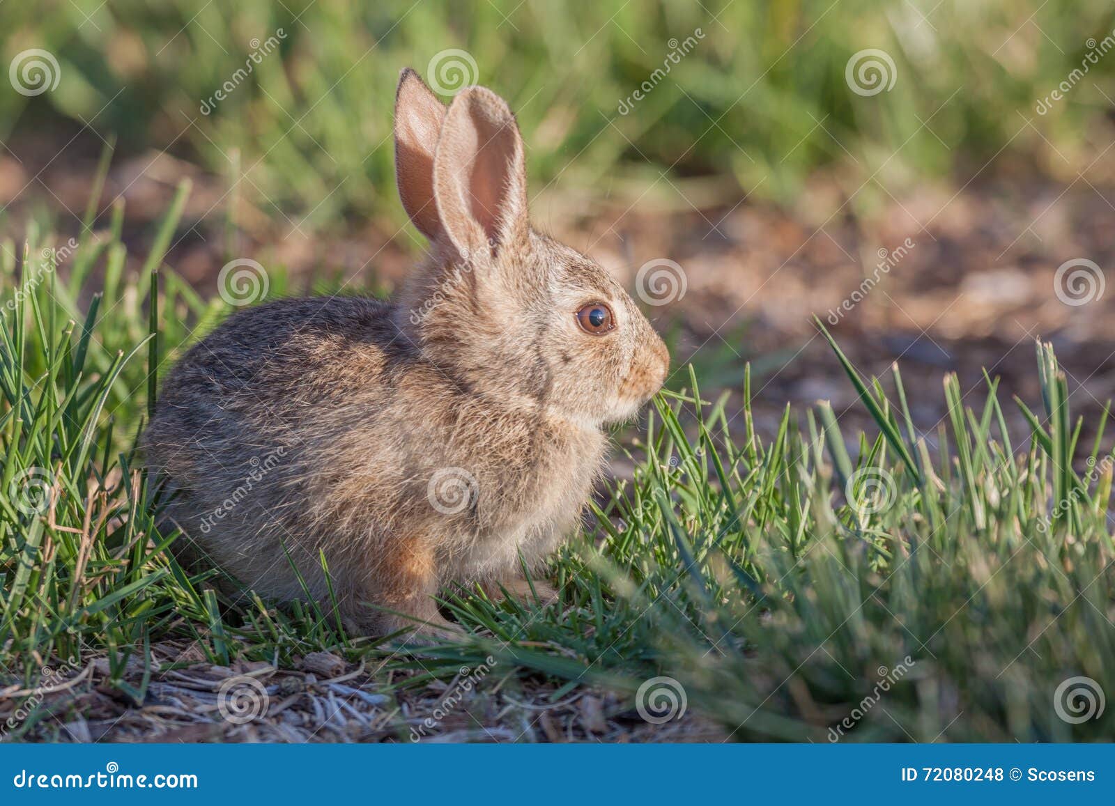 Cute Baby Cottontail Rabbit Stock Photo Image of mammal, nature 72080248