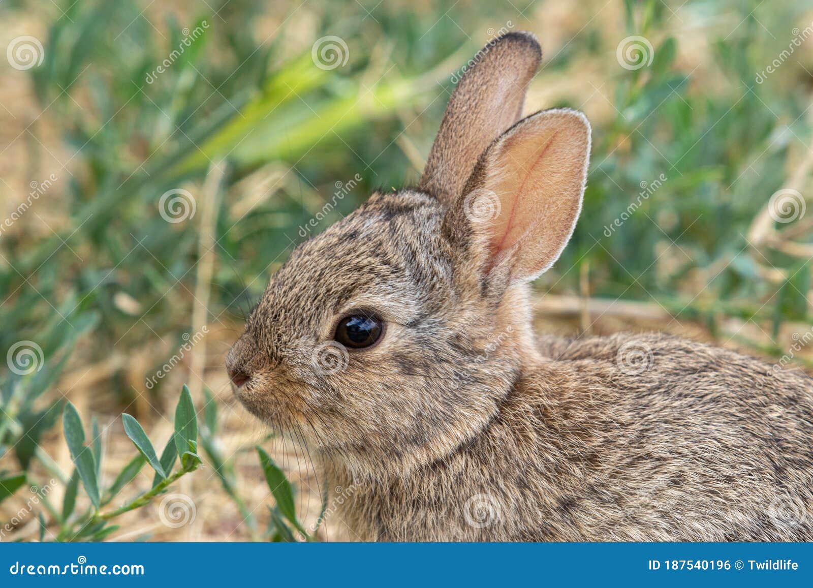 Cute Baby Cottontail Rabbit Stock Photo Image of rabbit, wildlife