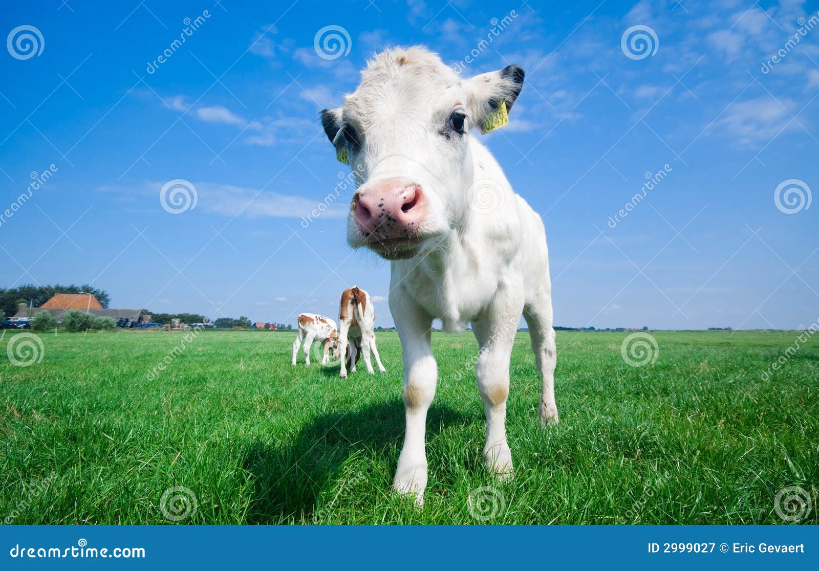 Cute baby cow stock image. Image of fresh, blue, beef  2999027