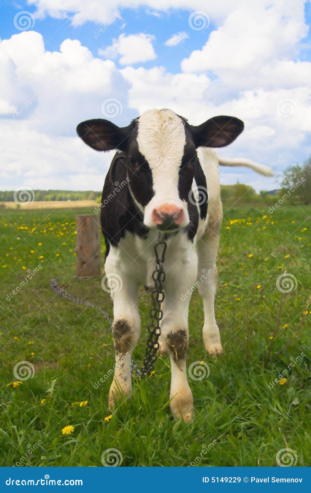 Cute Cow Stock Photos, Images and Backgrounds for Free Download