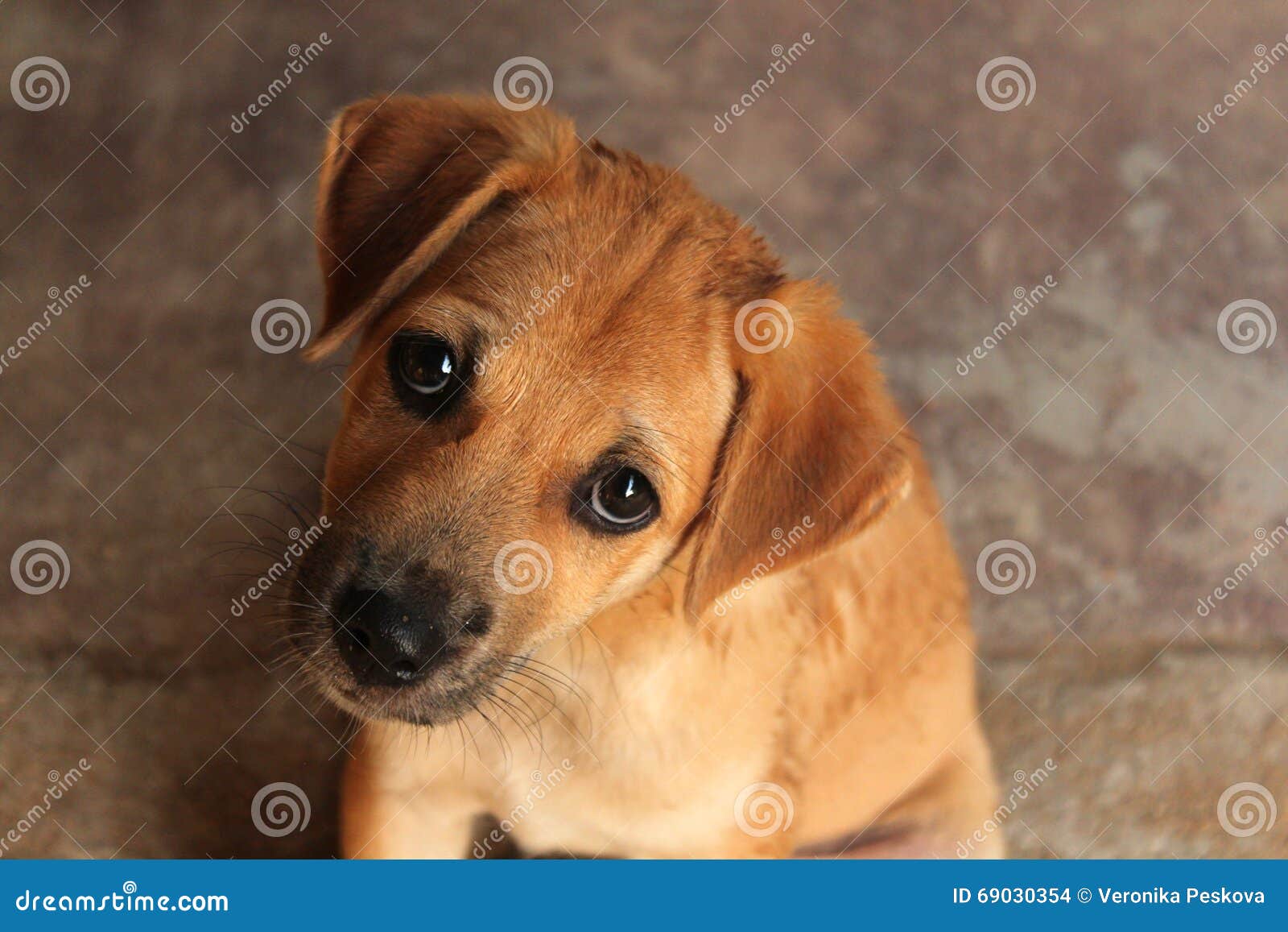 Cute Baby Dog with Sad Eyes Stock Photo - Image of supporter, girl ...