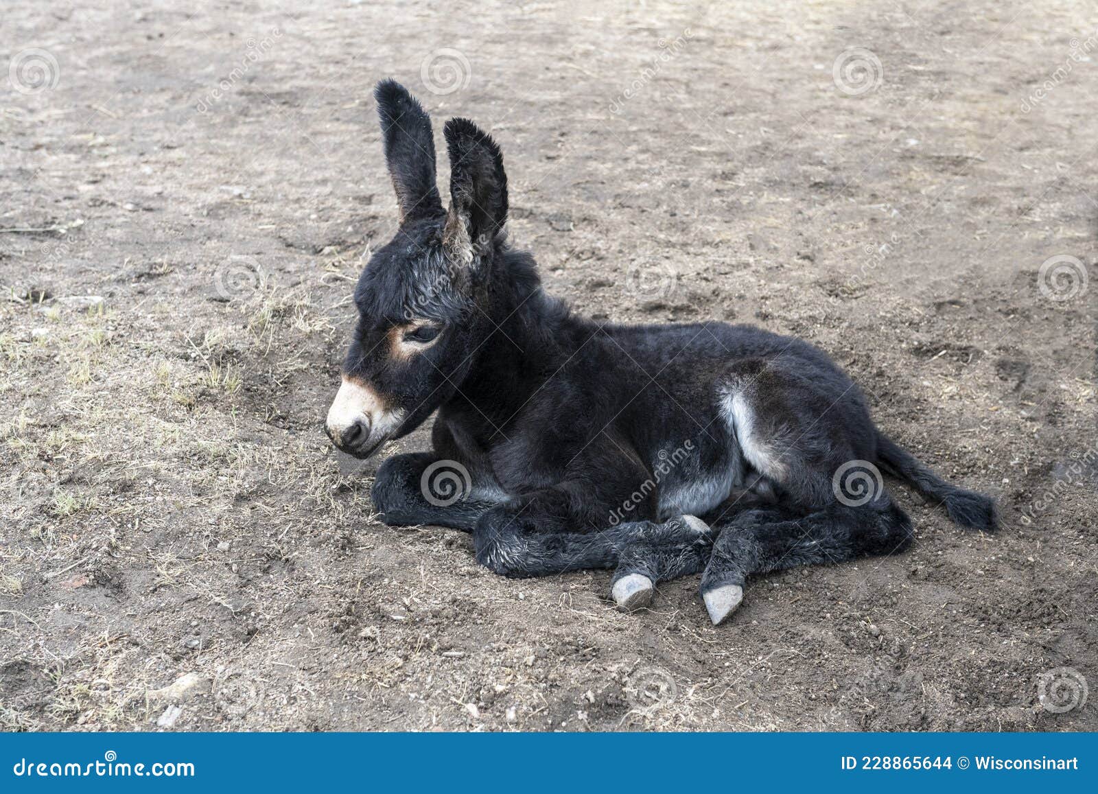 cute baby donkey, burro, farm animal