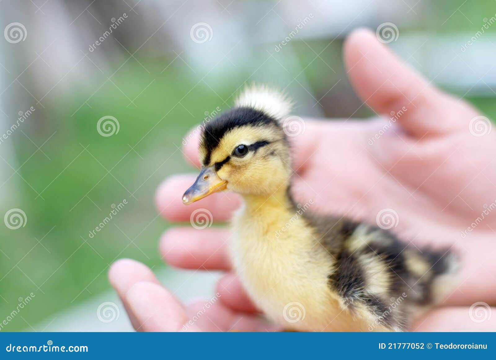 aesthetic duck with flower hat  Pretty animals, Cute animal photos, Cute  little animals