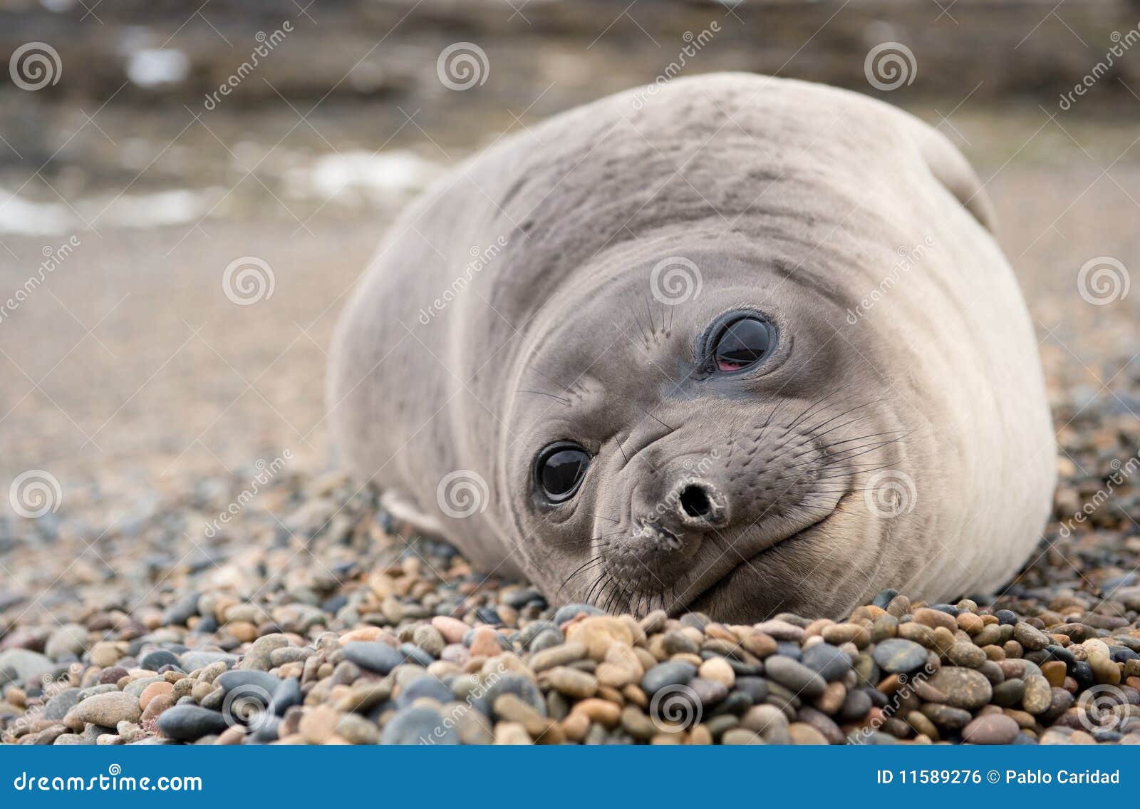 cute baby elephant seal, valdes peninsula.