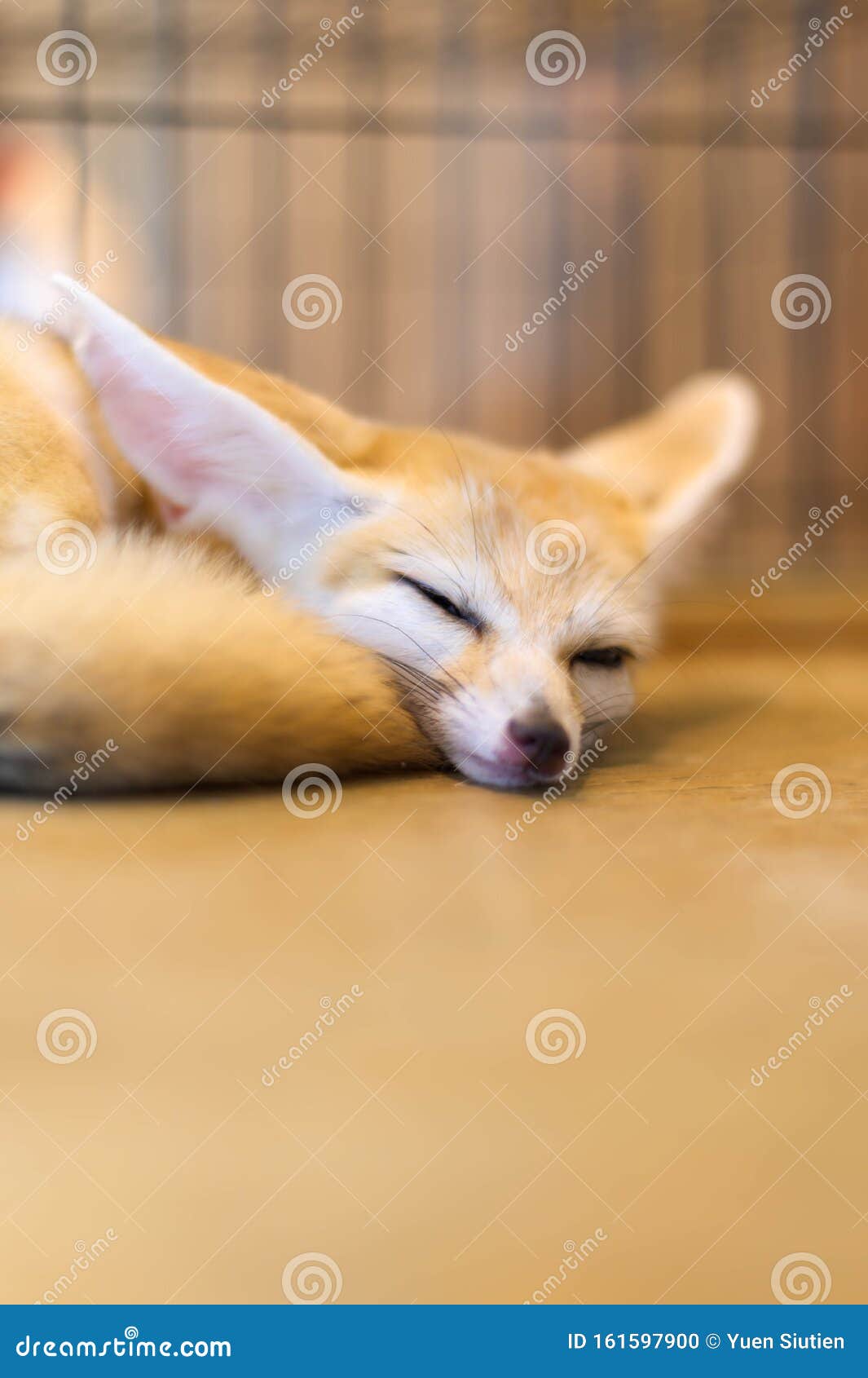 186 Baby Fennec Photos Free Royalty Free Stock Photos From Dreamstime 186 Baby Fennec Photos Free Royalty Free Stock Photos From Dreamstime