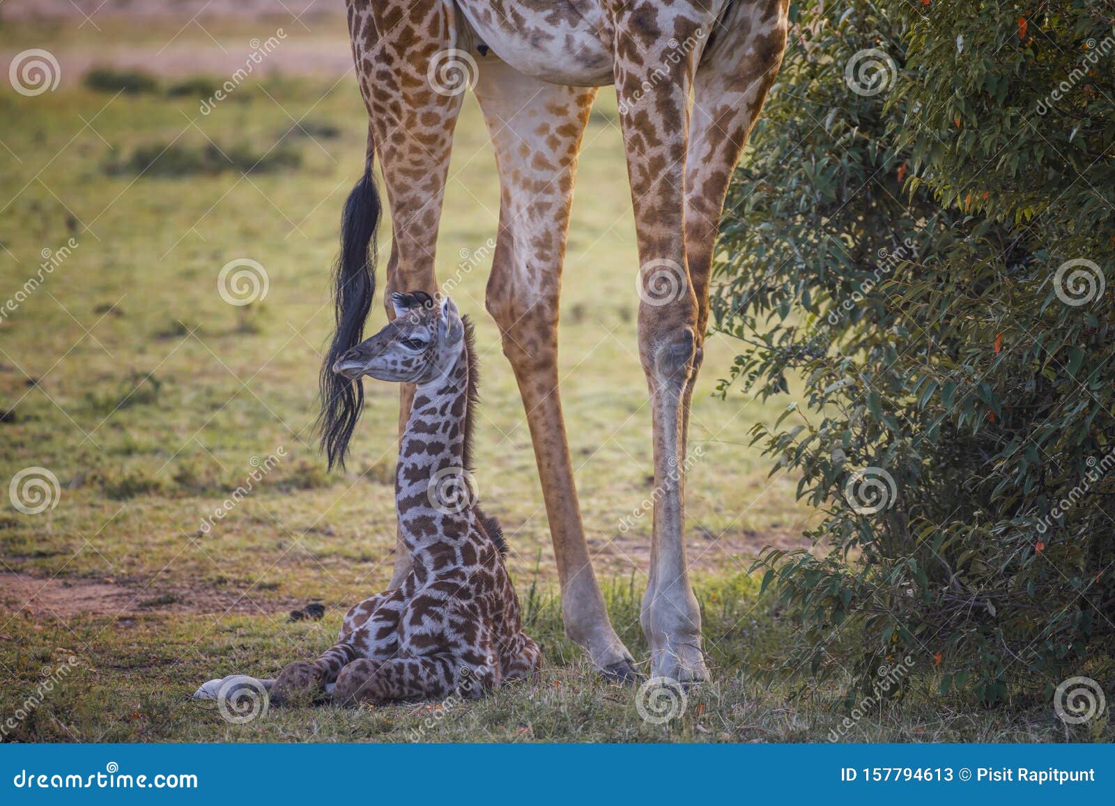 Baby Masai Giraffe