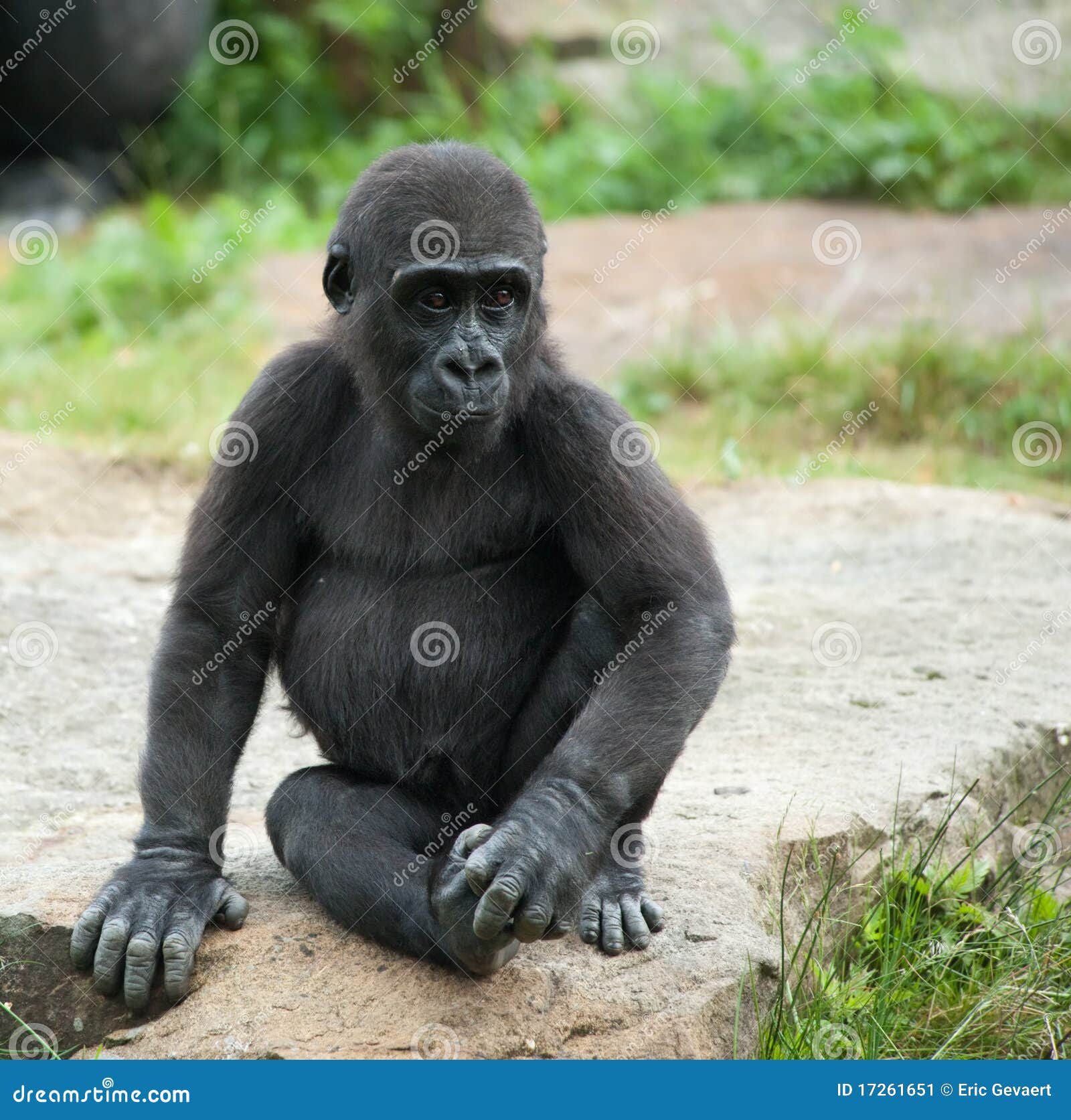 Cute baby gorilla stock image. Image of africa, black 17261651
