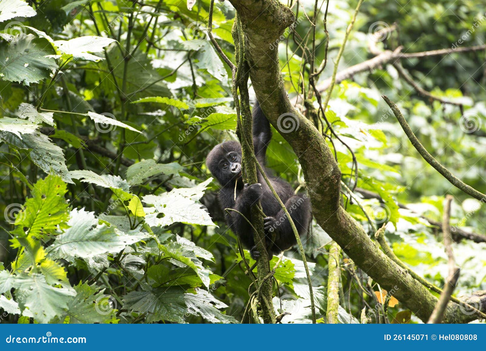 gorilla climbing