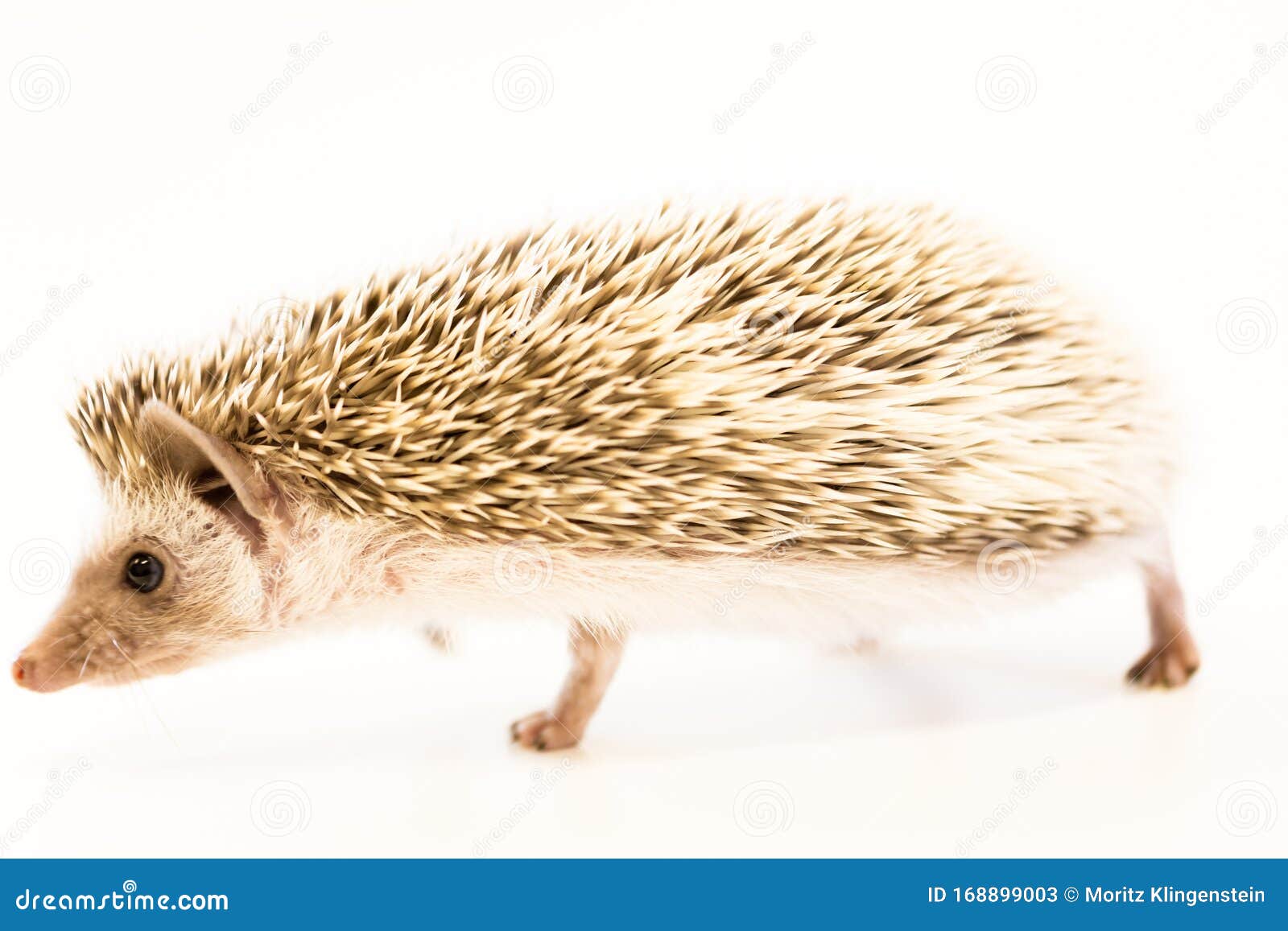 Cute Baby Hedgehog Pet On A White Table Isolated To A White Background Stock Image Image Of Dirty Palm 168899003,Whats The Best Gin On The Market