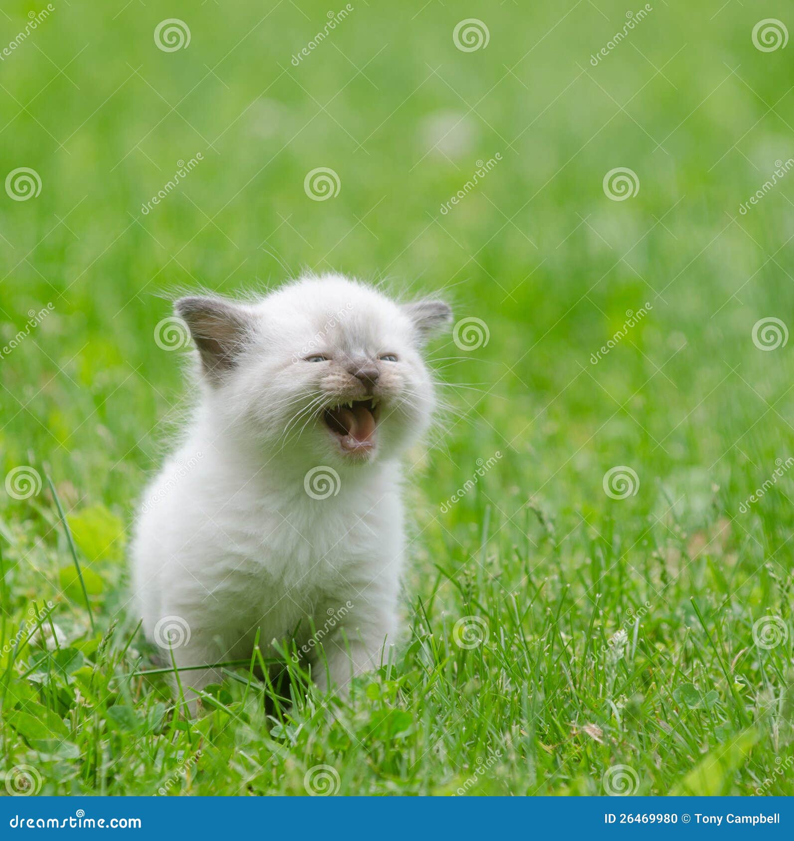 Cute Baby Kitten in the Grass Stock Photo - Image of nature ...