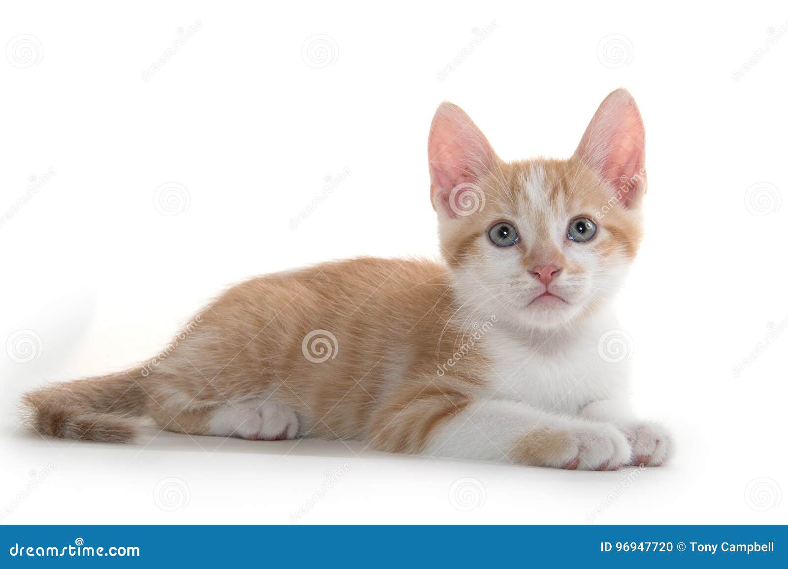  Cute  kitten  laying  down  stock photo Image of kitty baby 