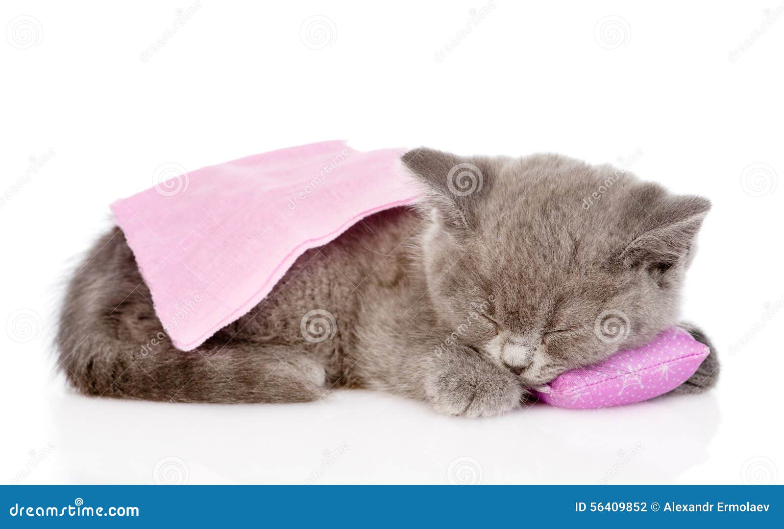 Cute Baby Kitten Sleeping on Pillow. Isolated on White Stock Photo