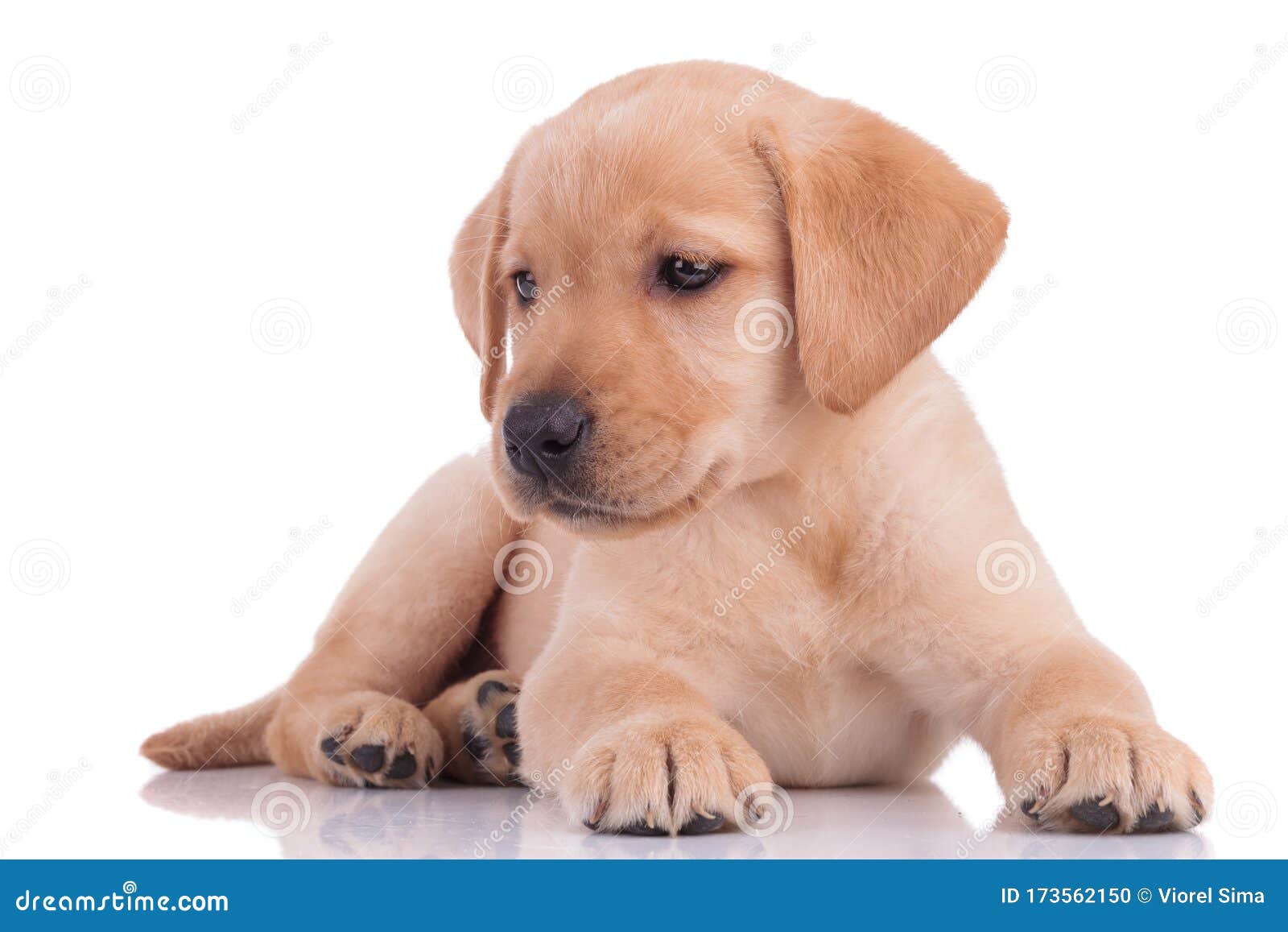 cute baby labrador