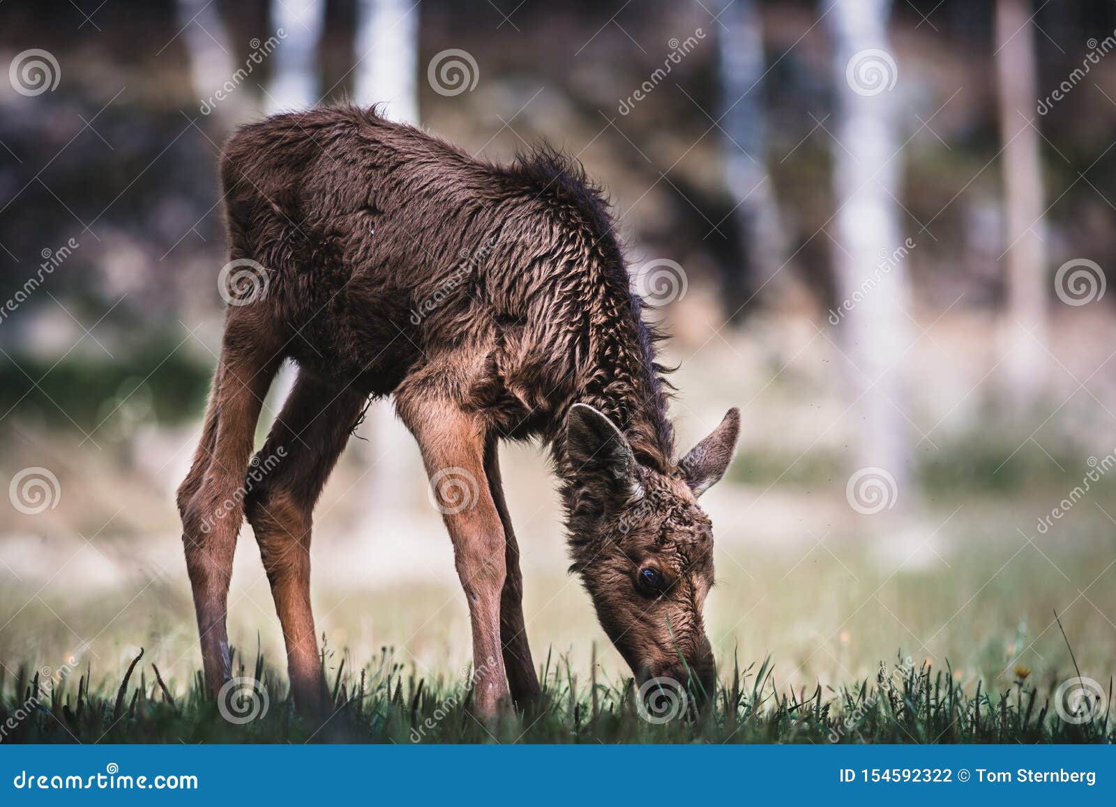 Cute Baby Moose Munching On Grass Stock Photo Image Of Cute Cuteness Cute Baby Moose Munching On Grass Stock Photo Image Of Cute Cuteness