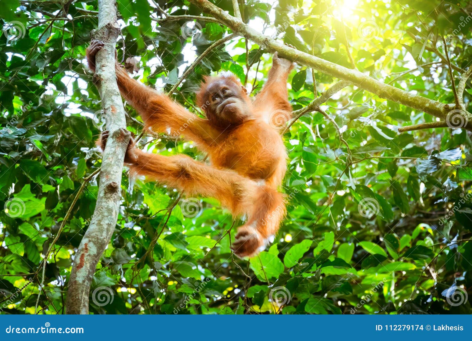 World's cutest baby orangutan hangs in a tree in Borneo - a