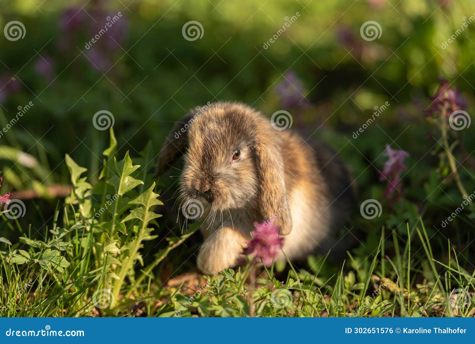 Cute Baby Rabbit Outside in Garden Stock Photo Image of young