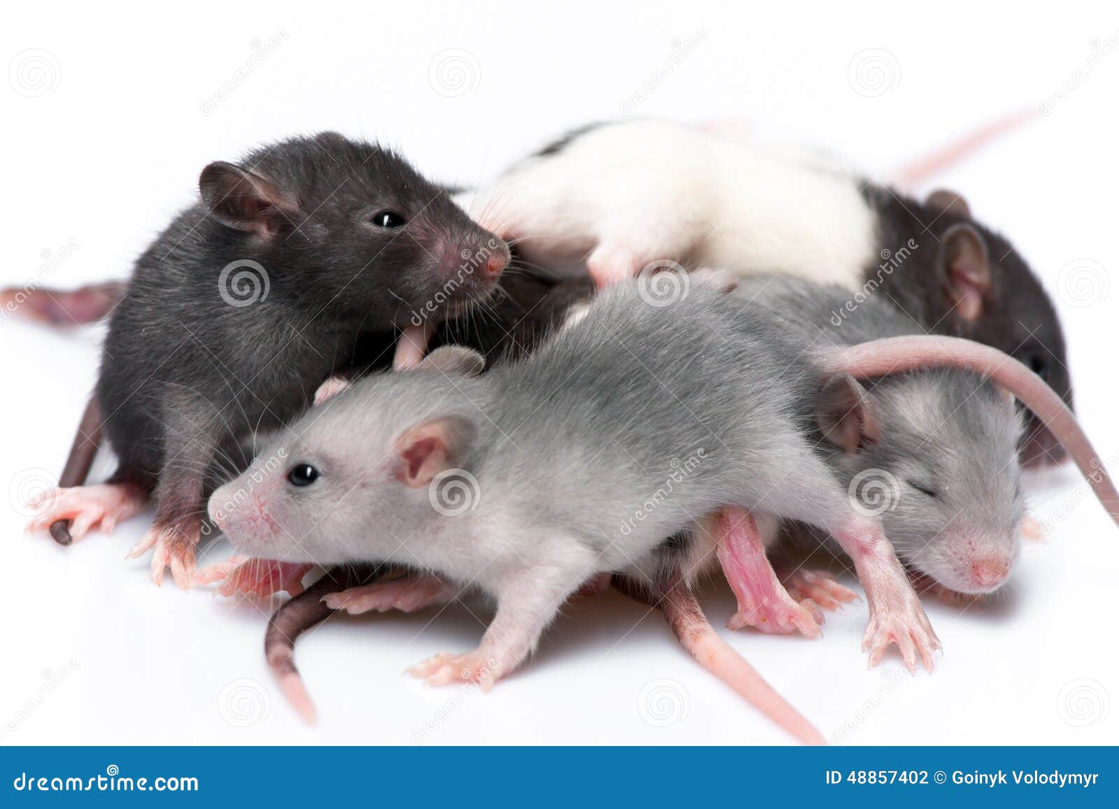 Cute Baby Rats A Gallery On Flickr 50D