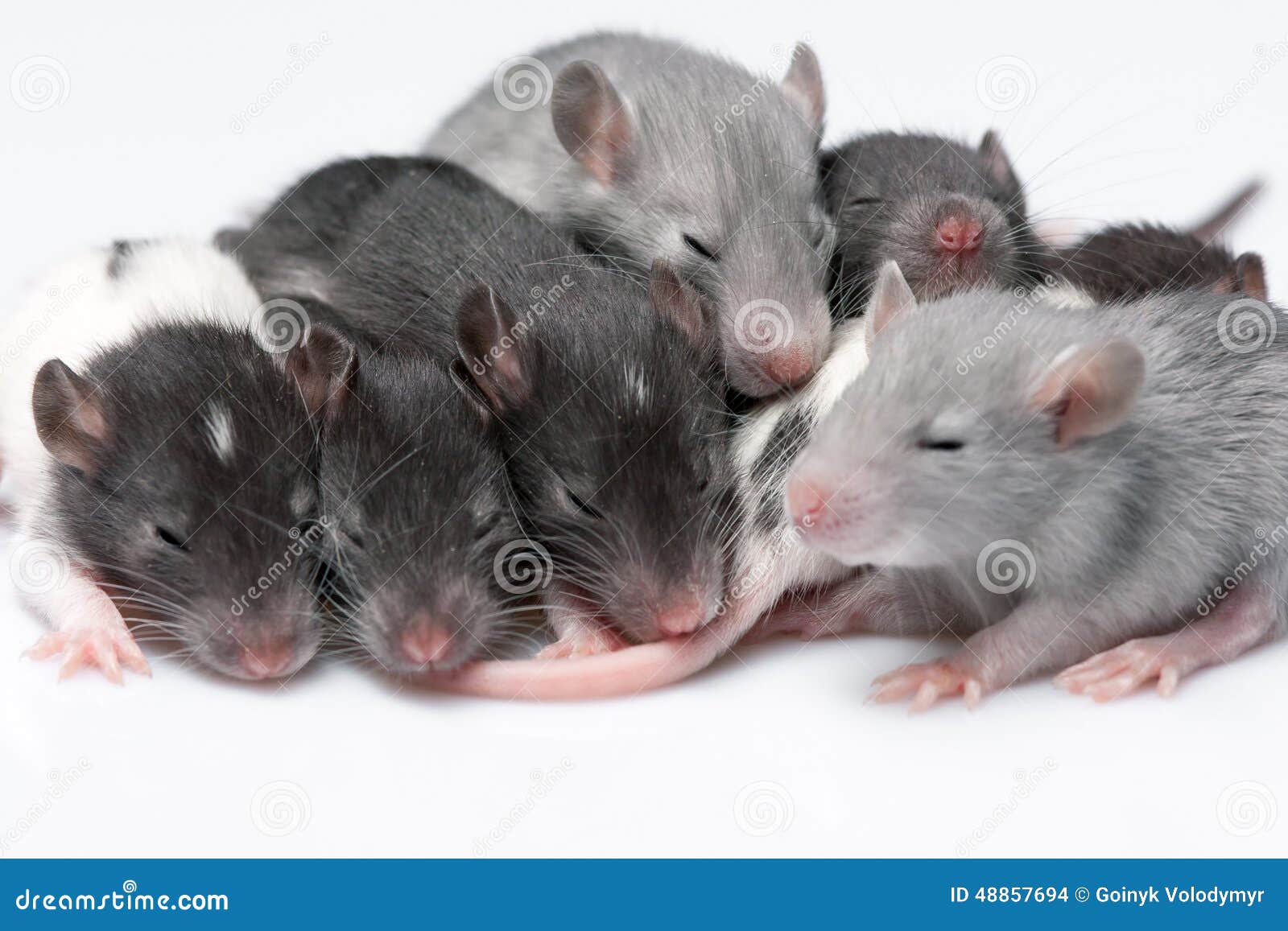 Cute baby rats stock photo. Image of lovely, fluffy, mouse 48857694