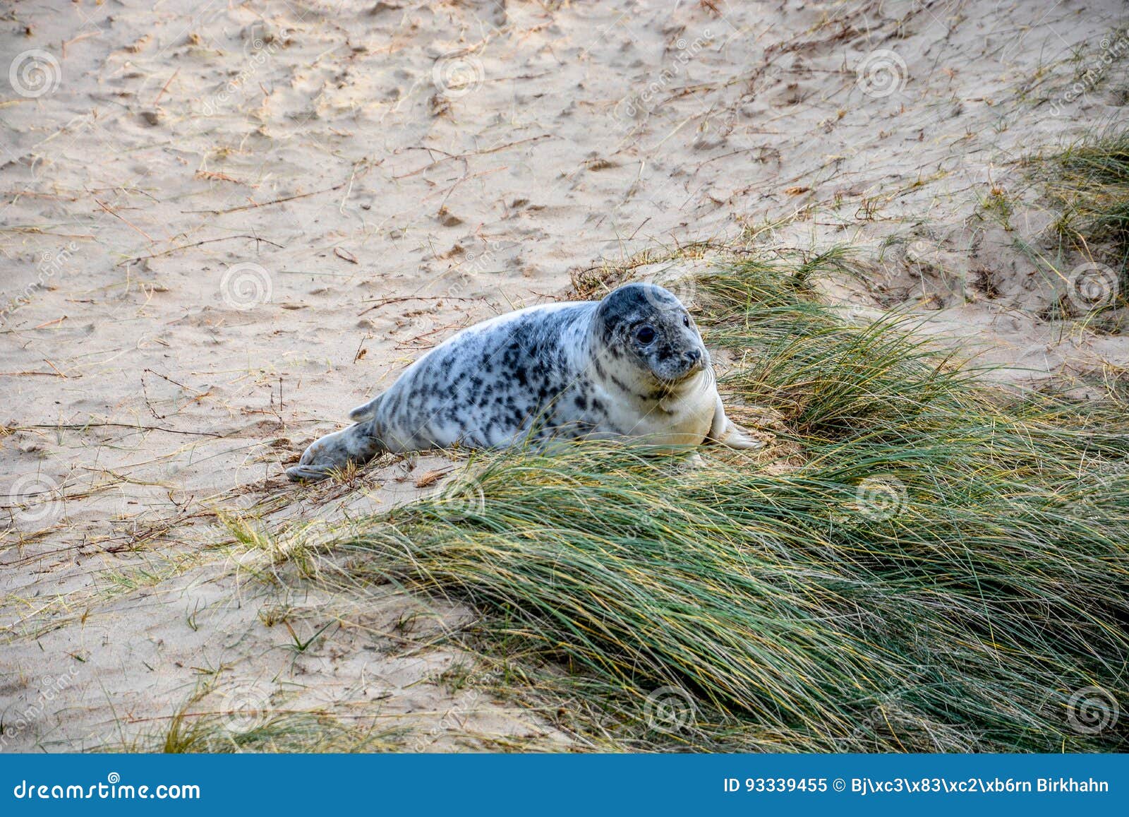 Cute Baby Seal at the Beach Stock Image Image of sand, chubby 93339455