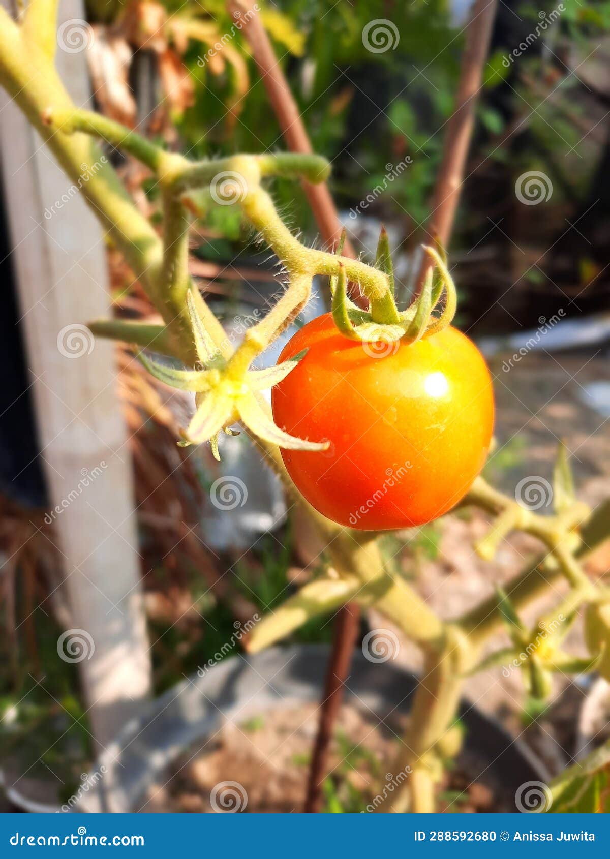 Cute baby tomato stock photo. Image of tomato, vegetables 288592680