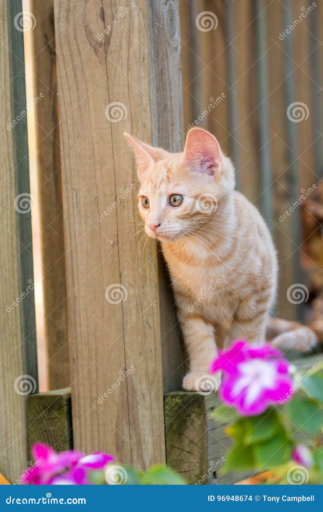 yellow tabby kitten