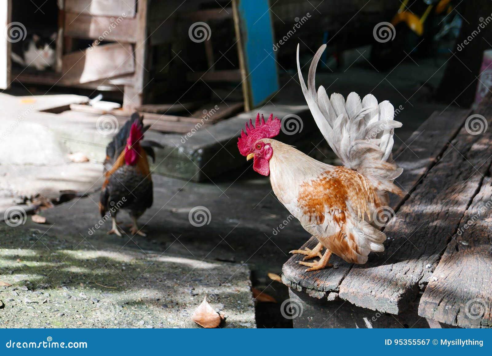 Cute Bantam chickens stock image. Image of poultry, colorful 95355567