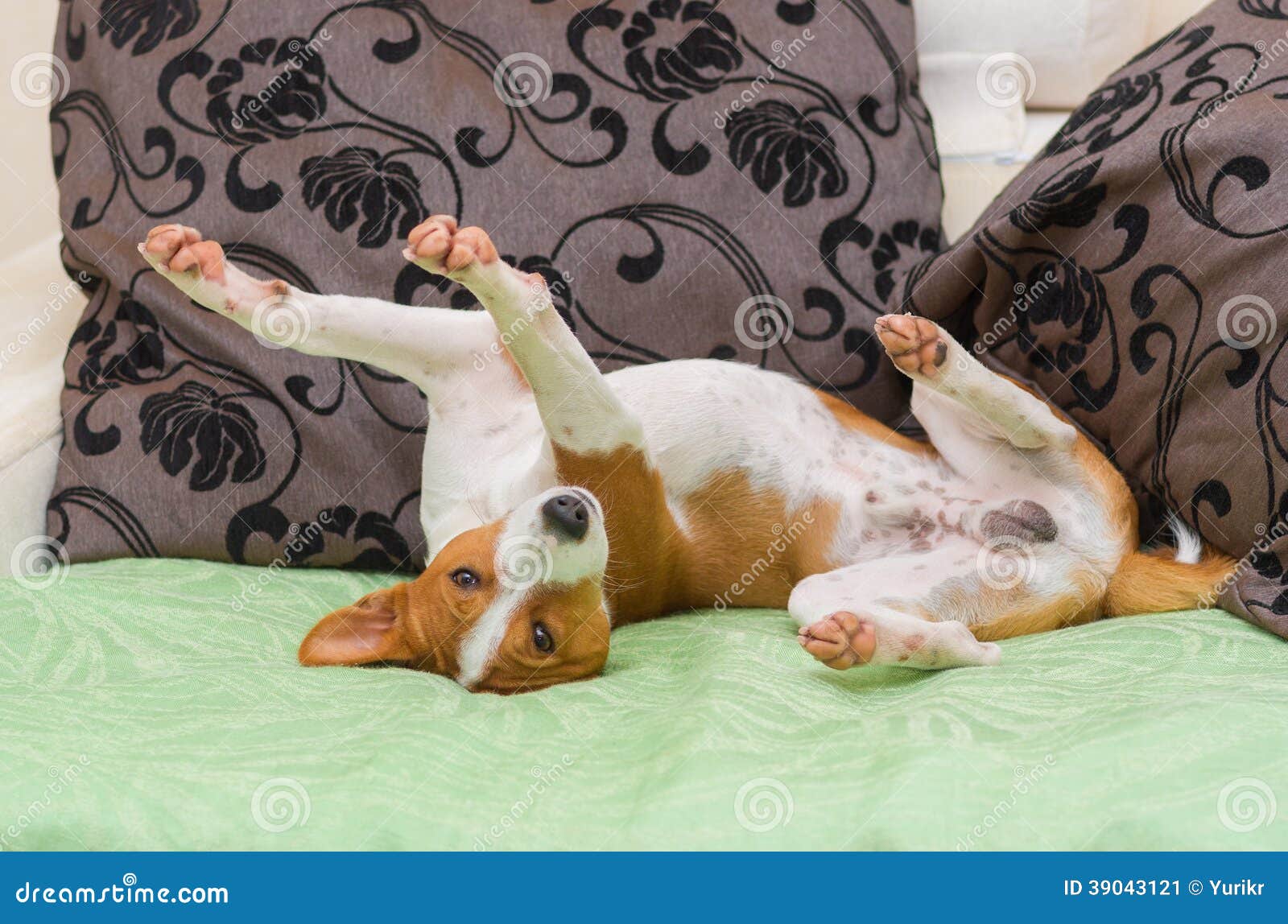 Cute Basenji Dog Being in Unusual Pose on the Sofa Stock Image Image