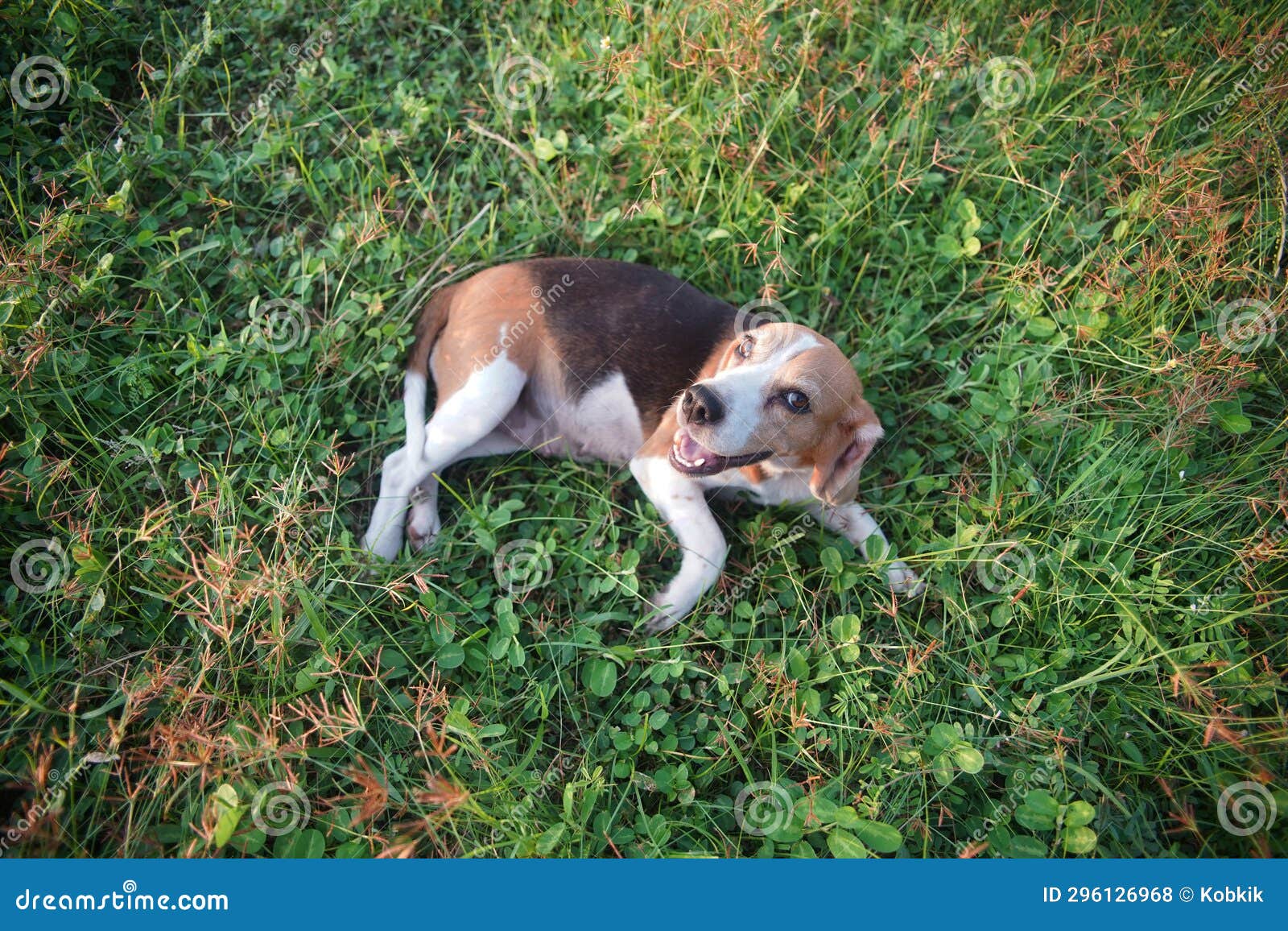 A Cute Beagle Dog Lying Down on the Grass Field Stock Photo Image of