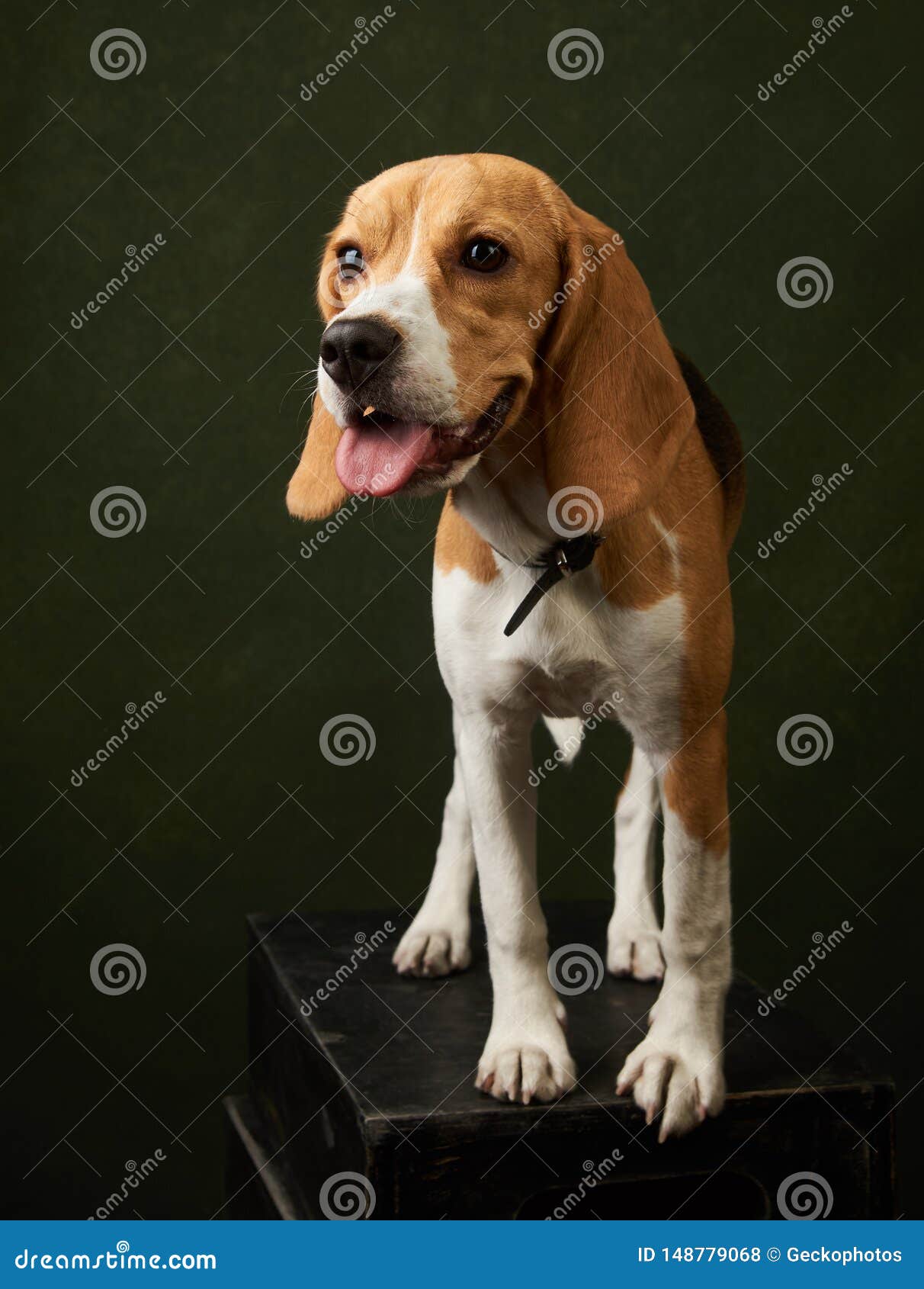 cute dog with copy space cute dog with copy space