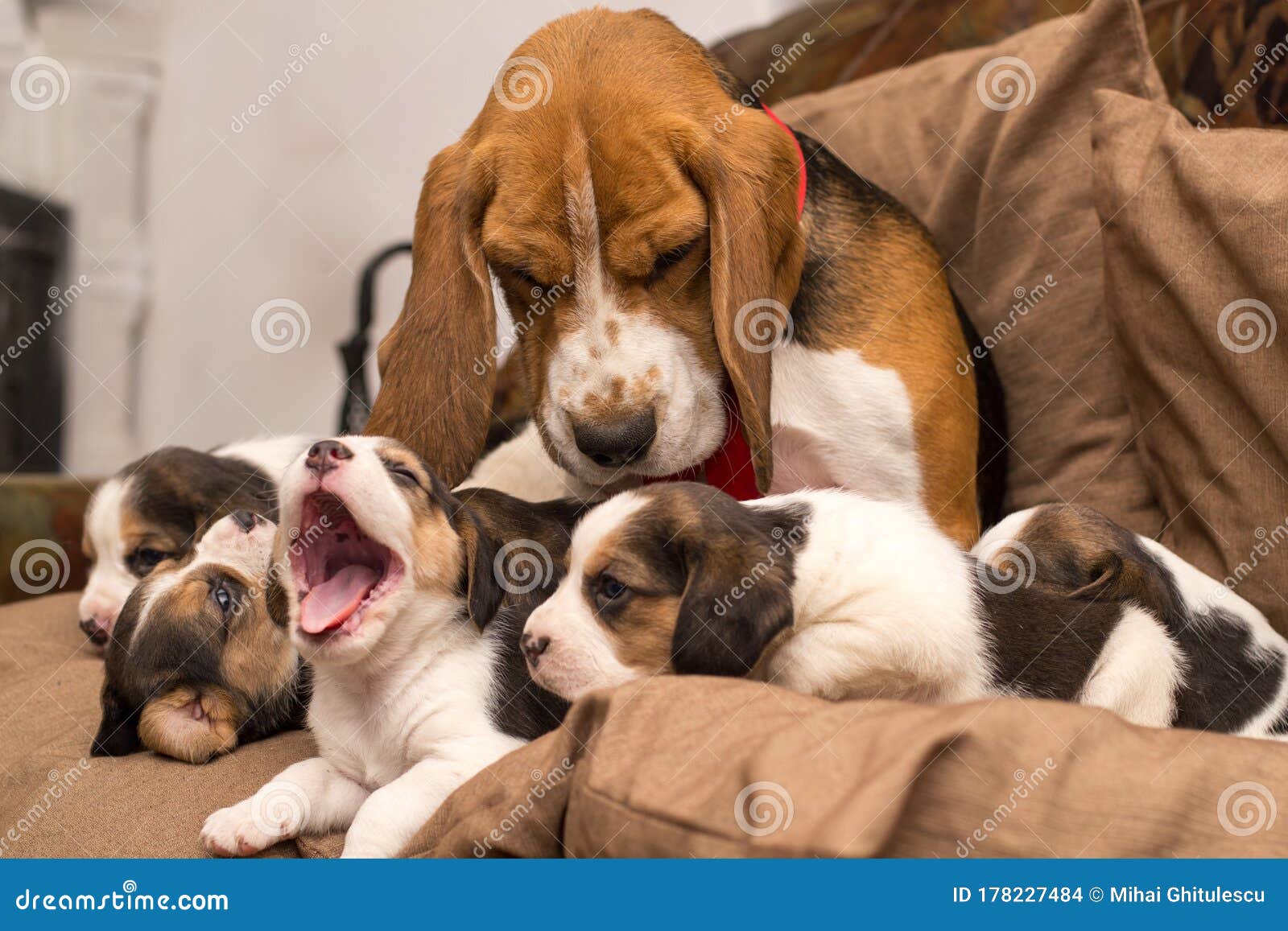 5 Cute Beagle Dogs and Their Mother Stock Photo Image of brown