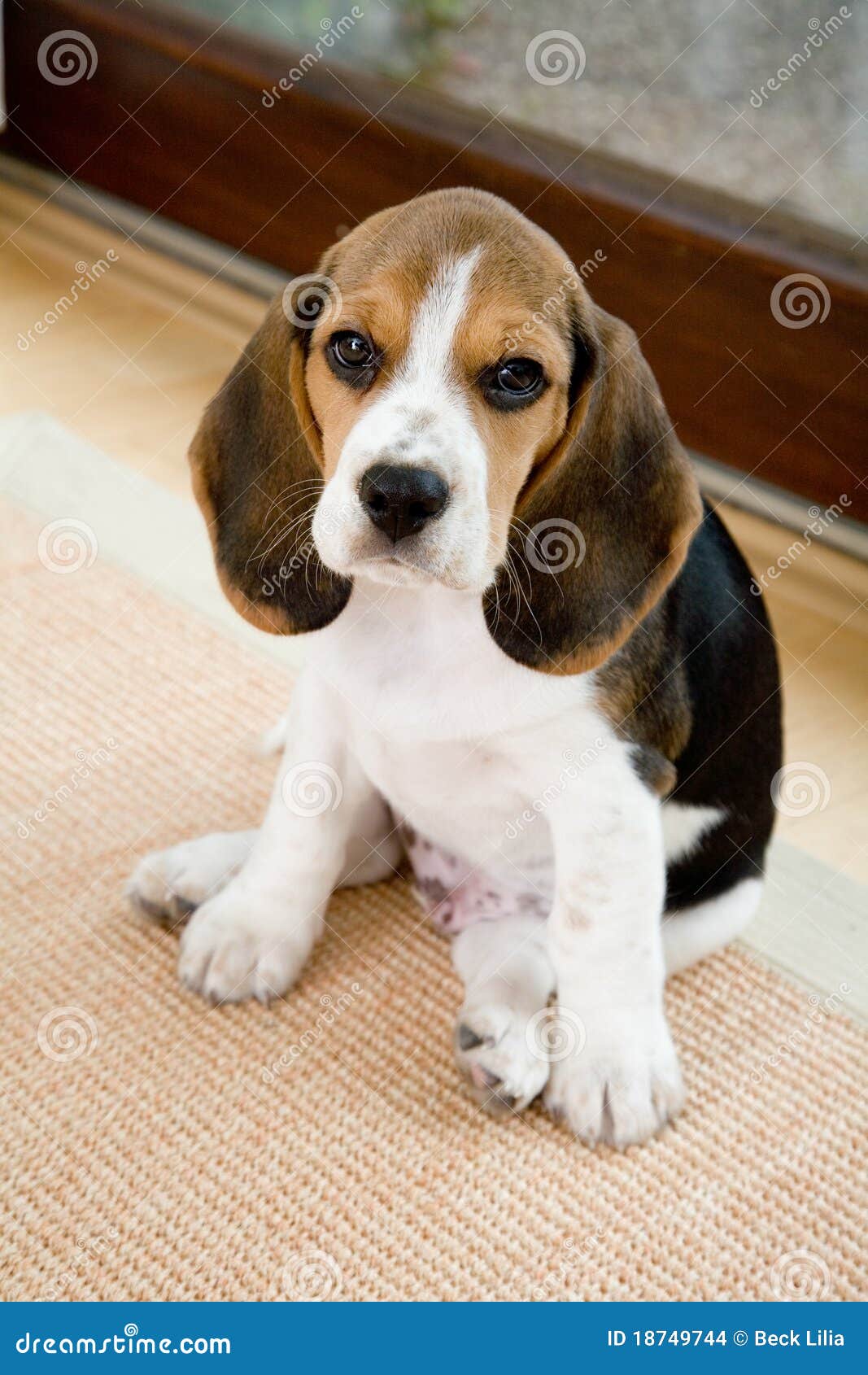 Cute Beagle in Living Room stock photo. Image of window - 18749744