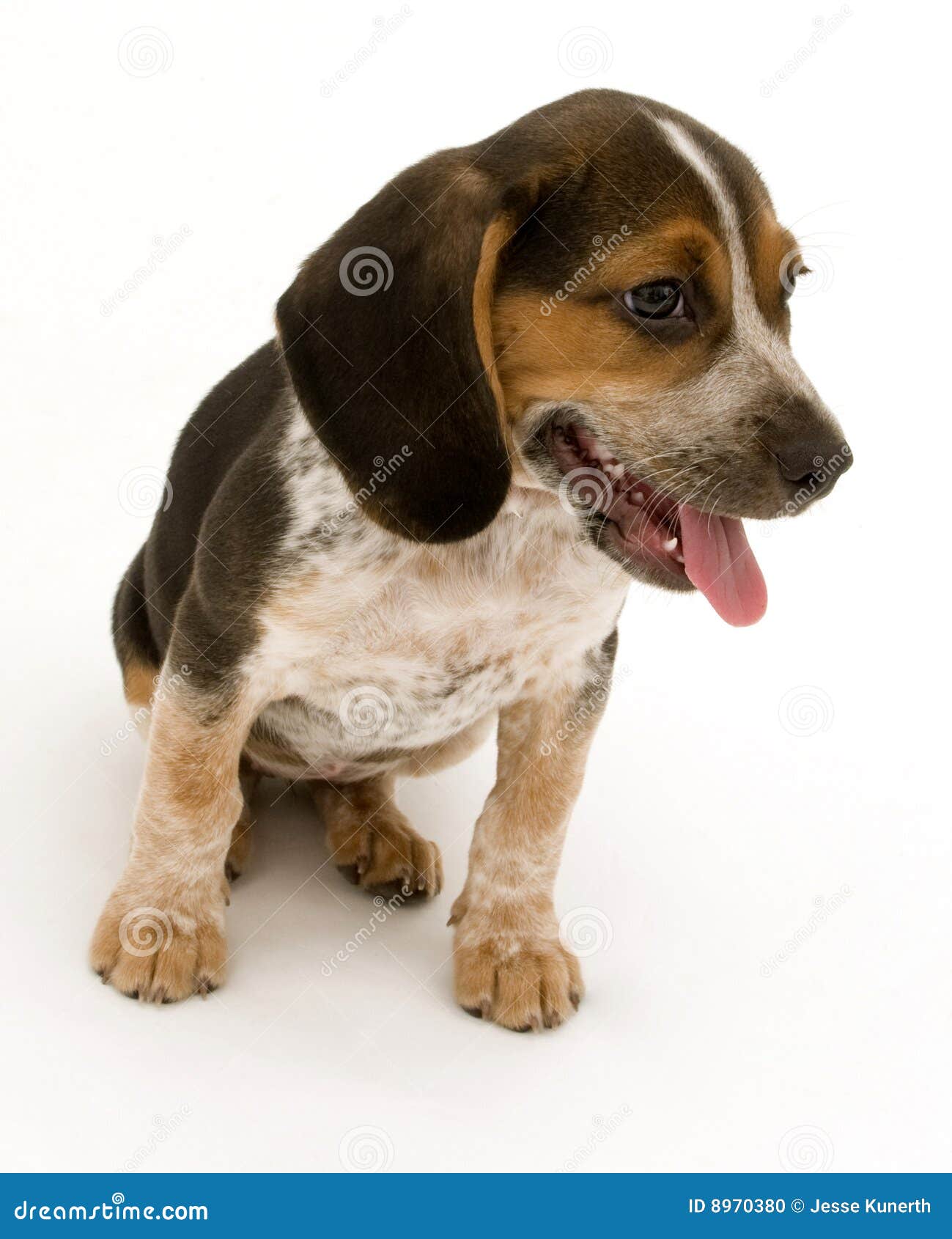 Cute Beagle Puppy Sitting stock photo. Image of white