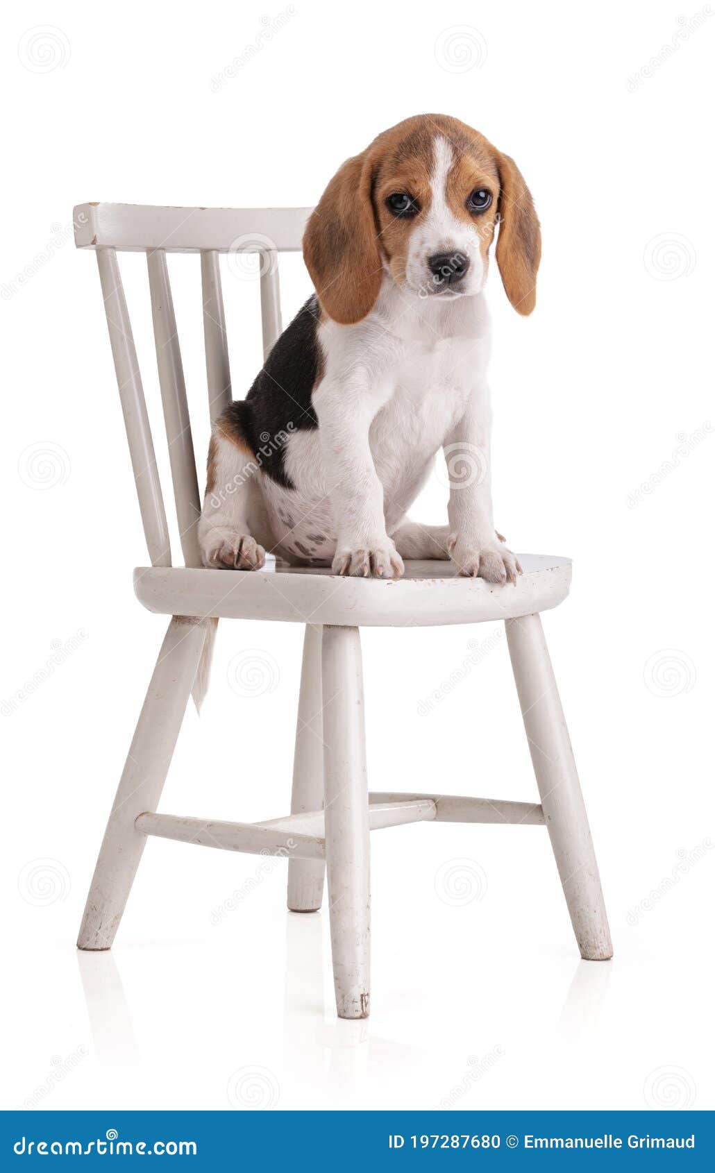 puppy chairs